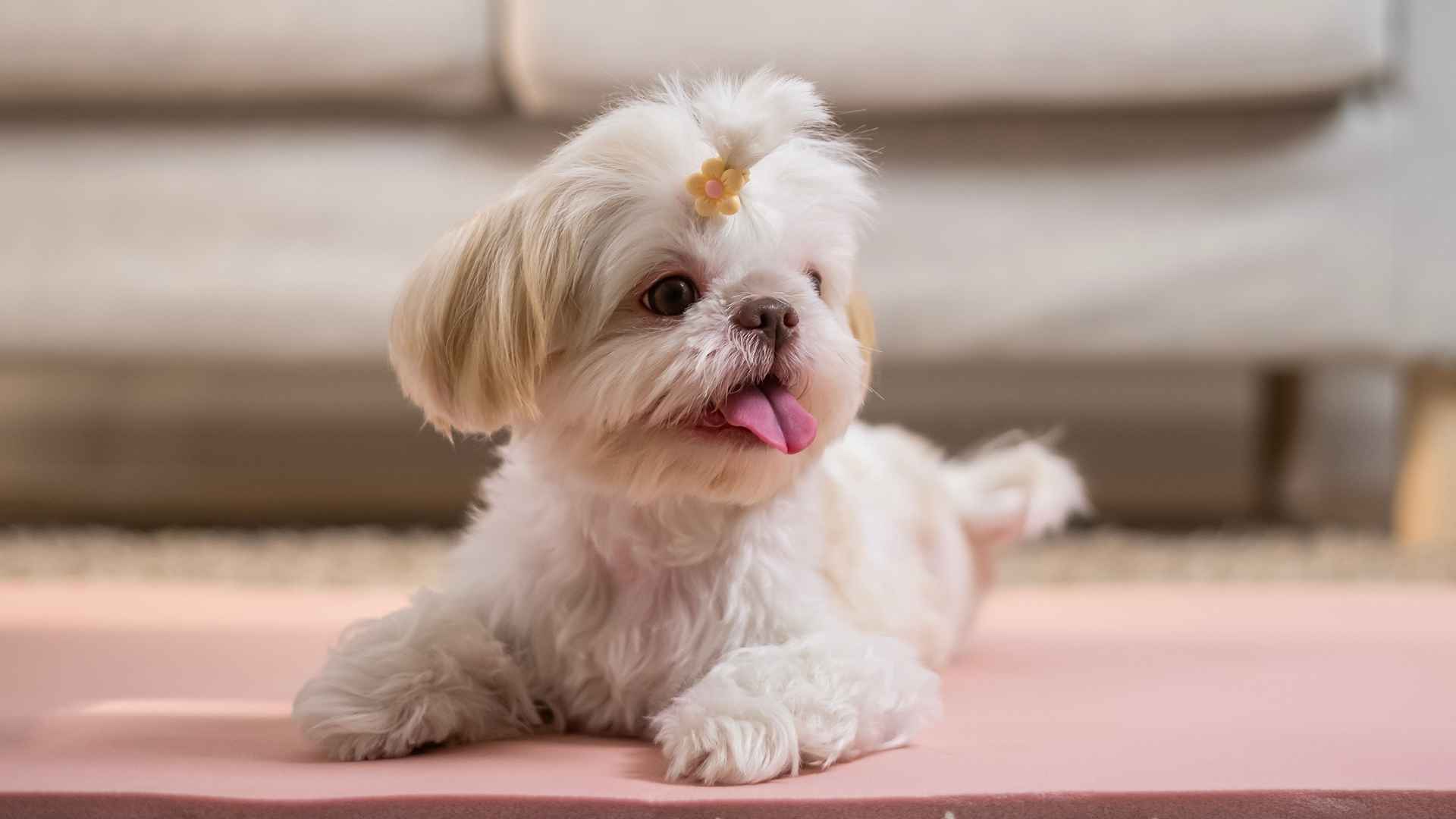 7 Active Hypoallergenic Dog Breeds for Active Families with Allergies