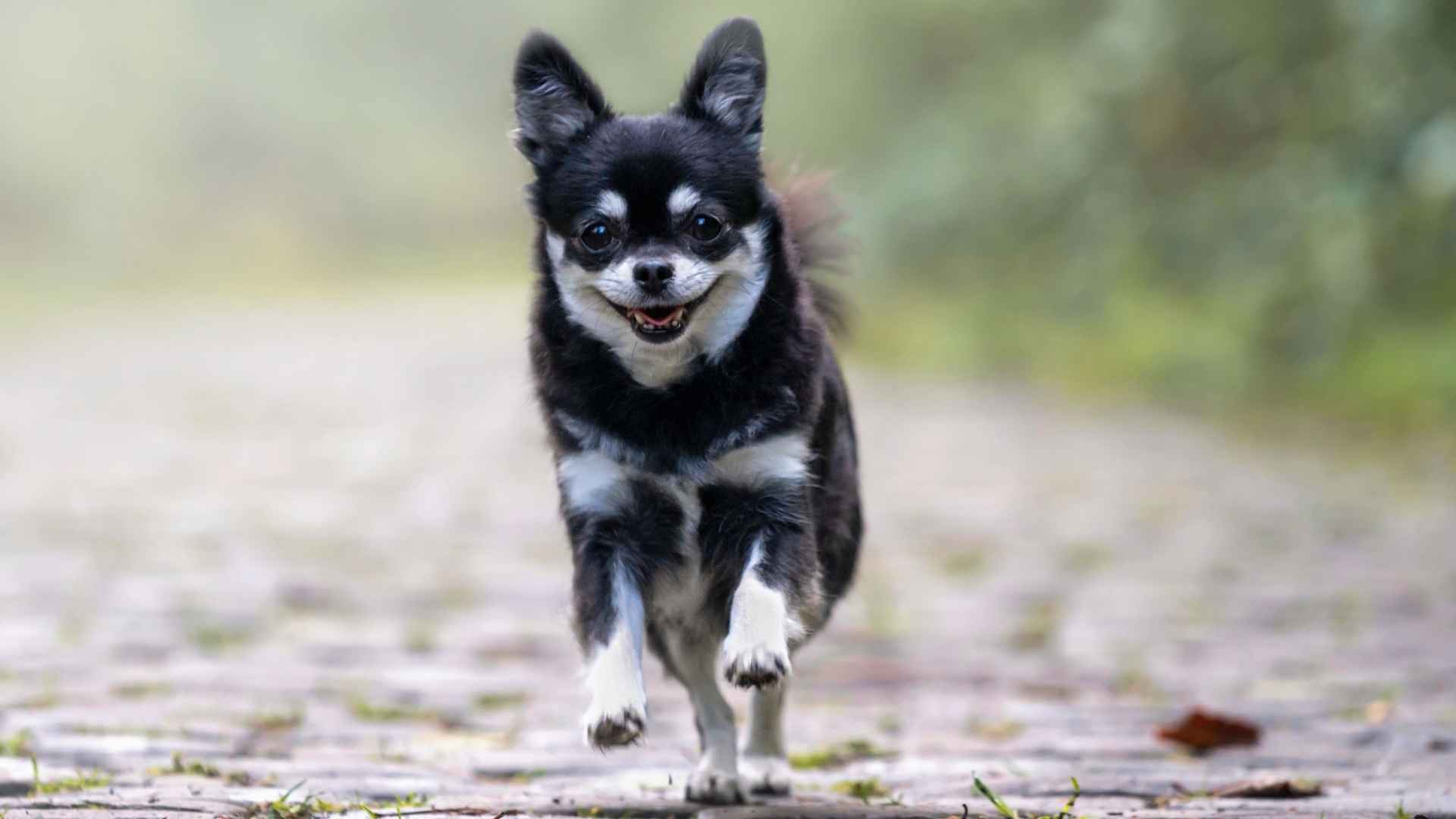 7 Active Miniature Dog Breeds with a Long Lifespan: Full of Life