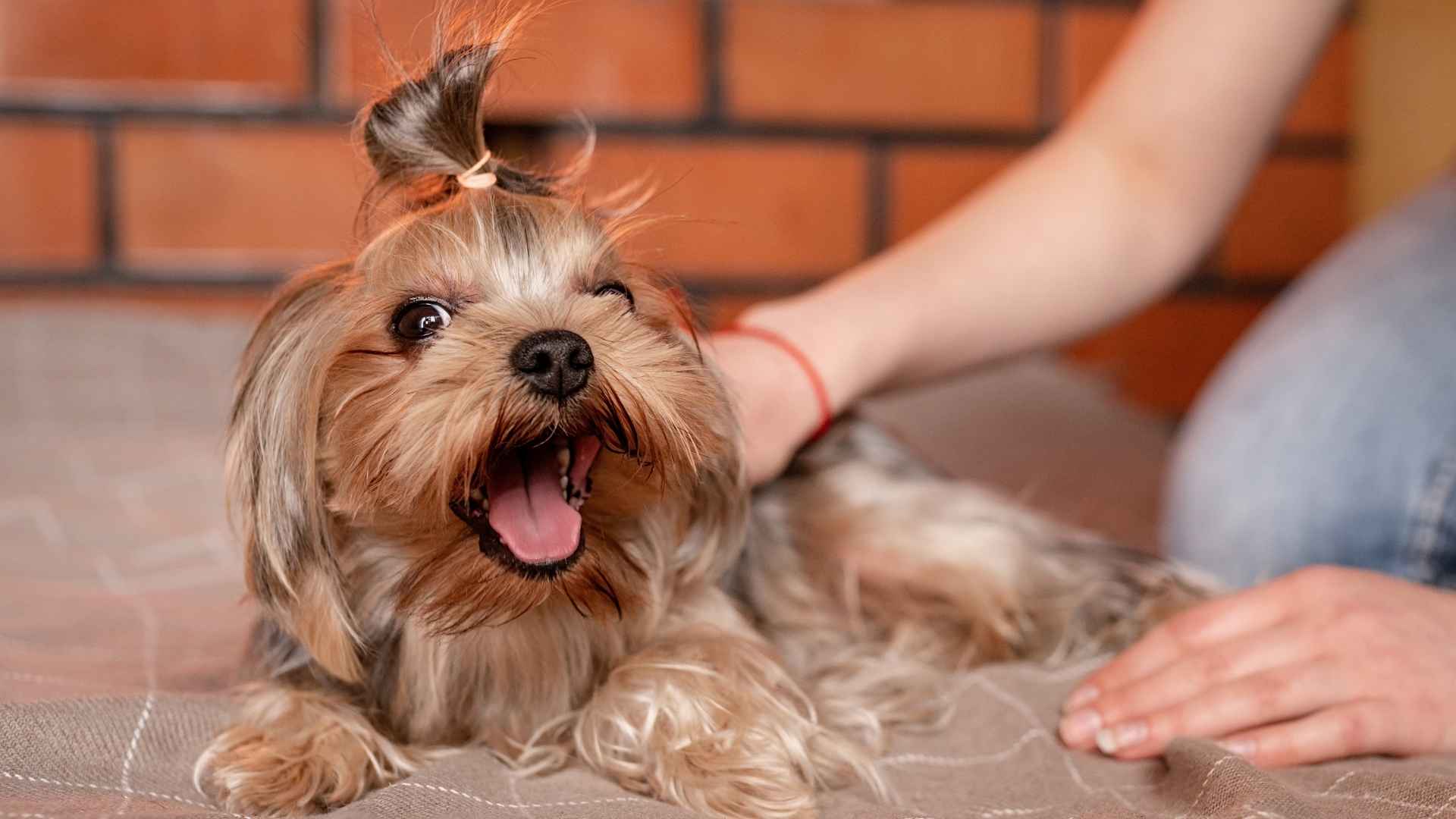7 Active Therapy Dog Breeds That Bring Energy and Healing