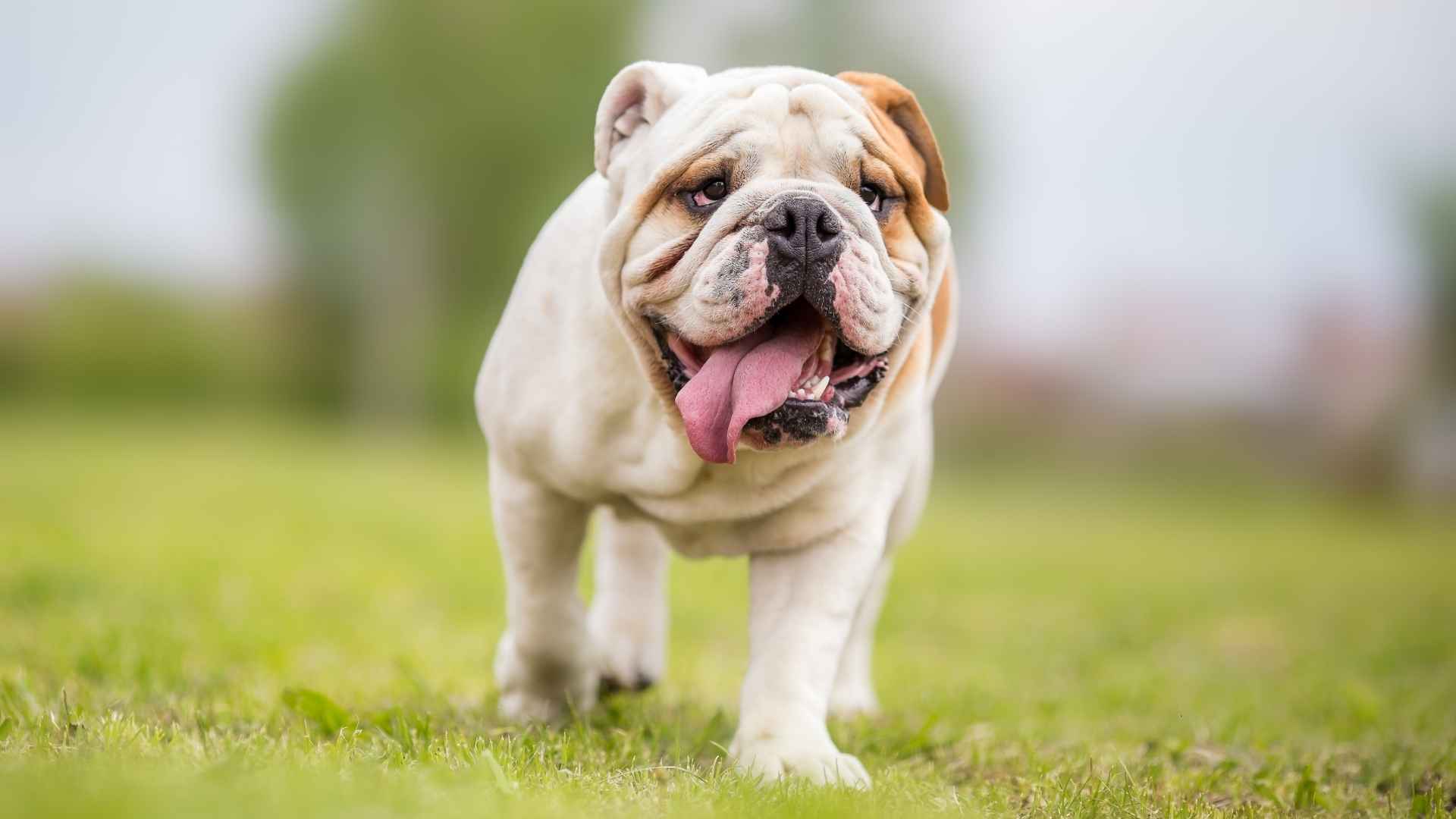 7 Adorable Dog Breeds with Underbites