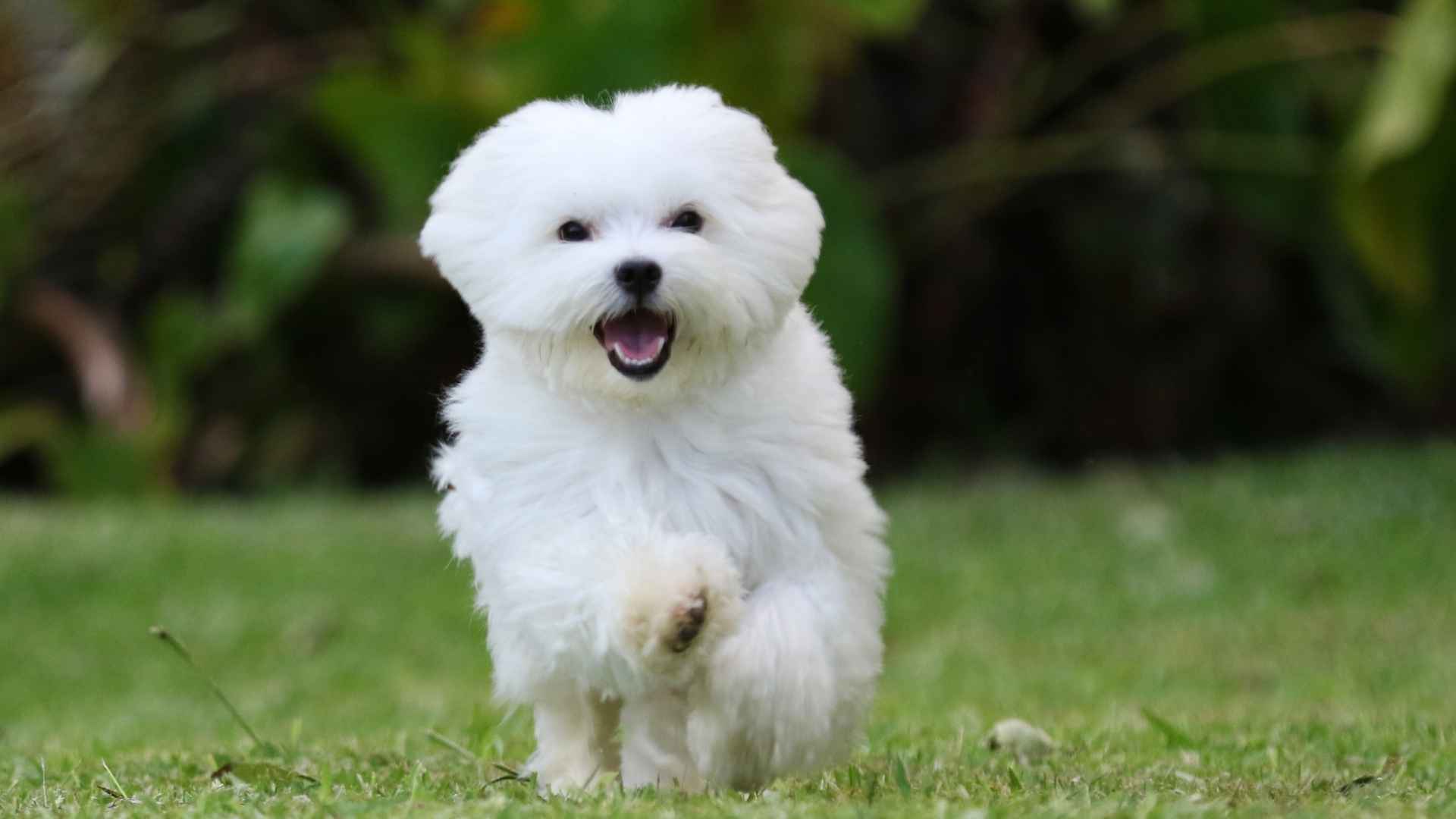 7 Adorable Dog Breeds with a Long Lifespan