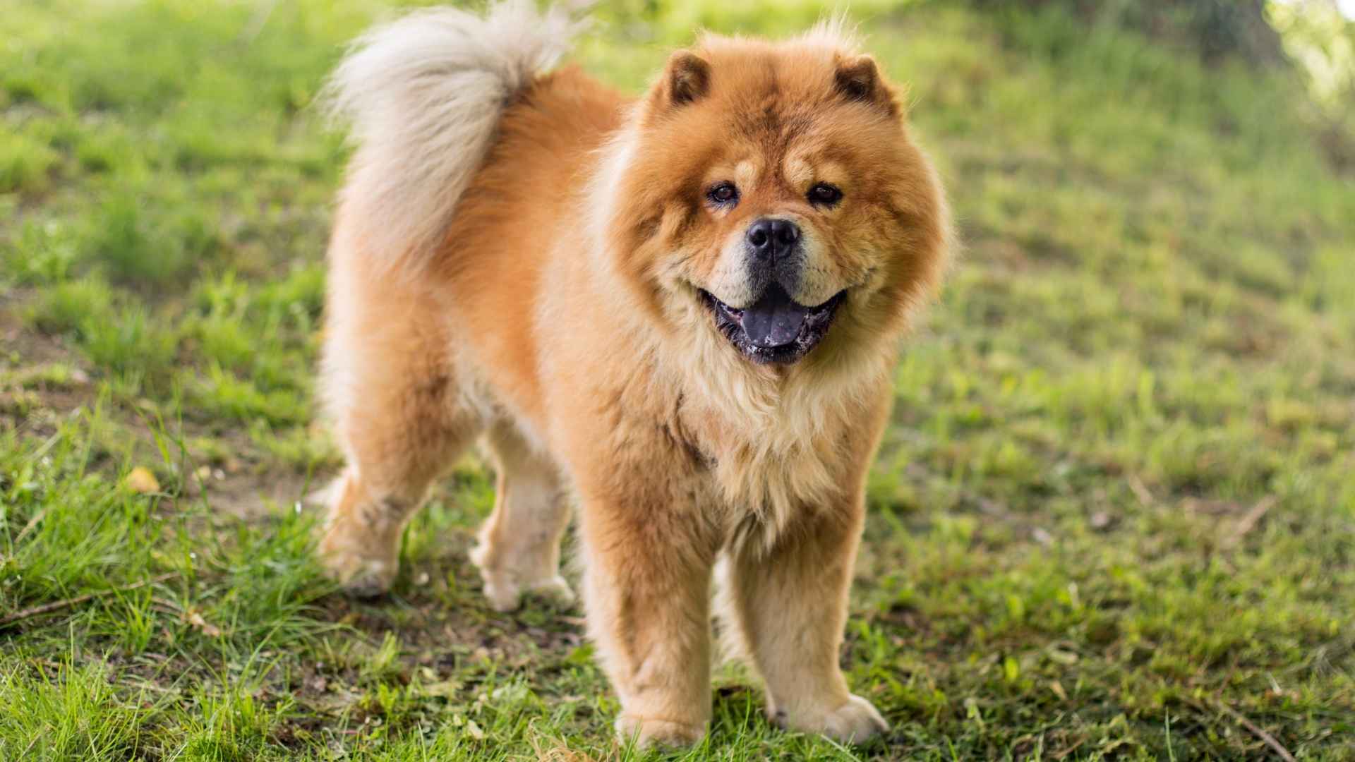7 Adorable Dogs That Look Like Pandas: Fall in Love Instantly