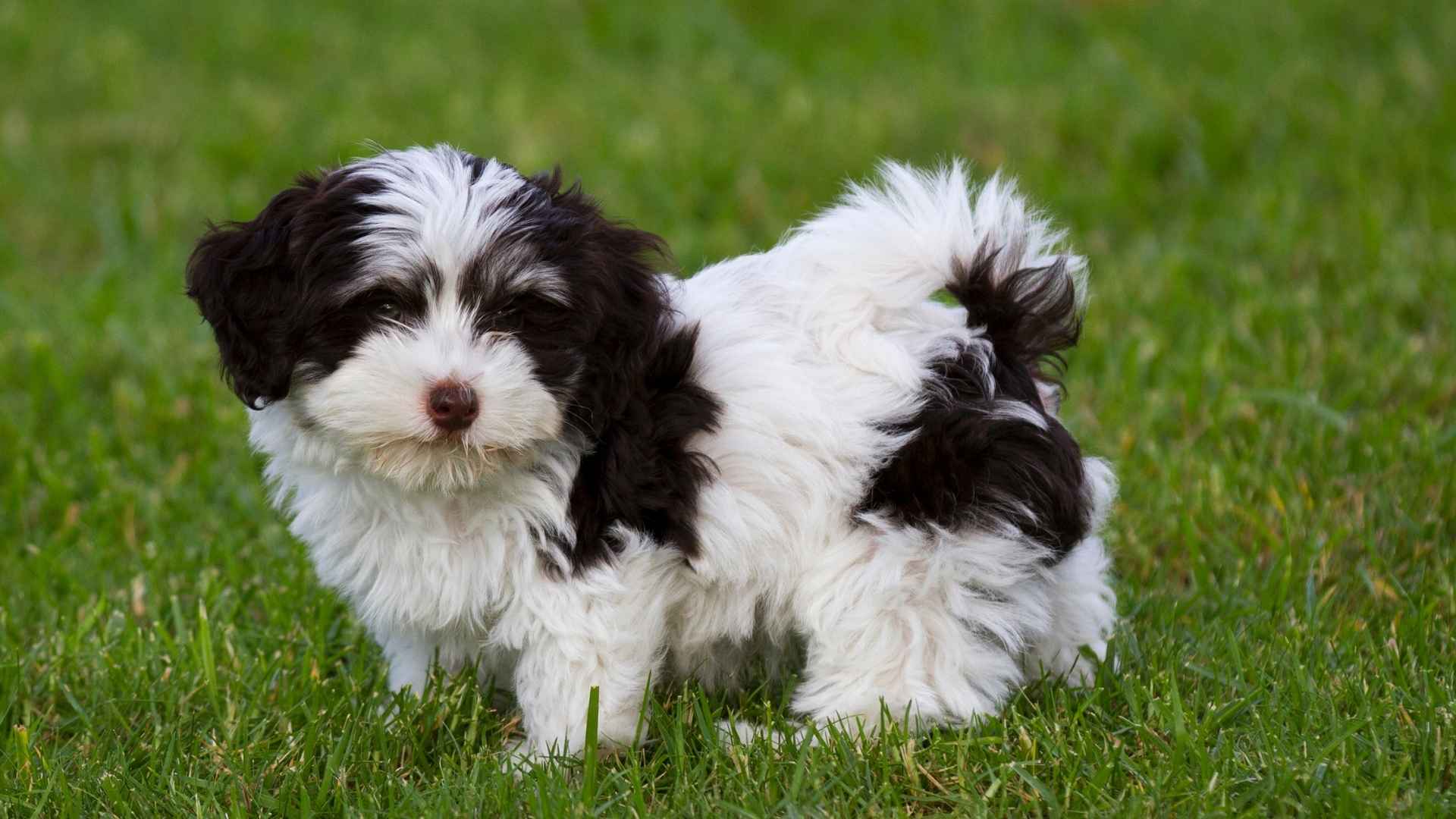 7 Adorable Dogs That Look Like Shih Tzu (But Aren’t!)