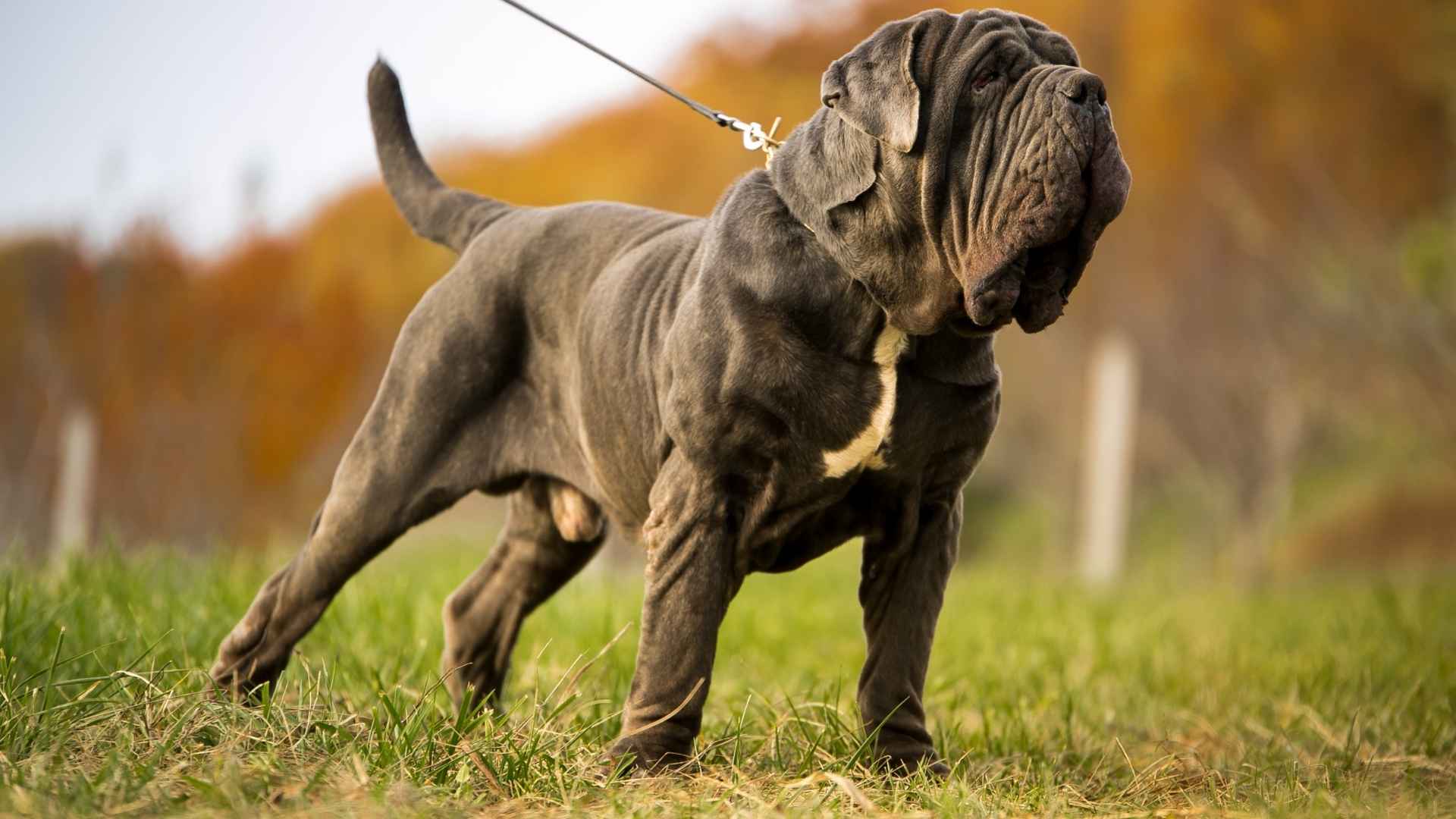 7 Most Active XL Dog Breeds That Crave Movement