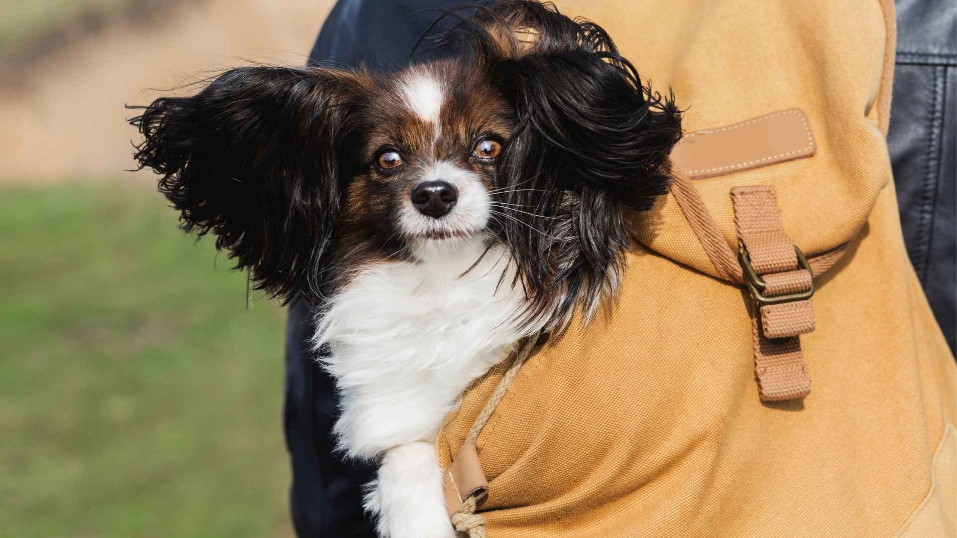 7 Adventure-Ready Teacup Dog Breeds You’ll Love