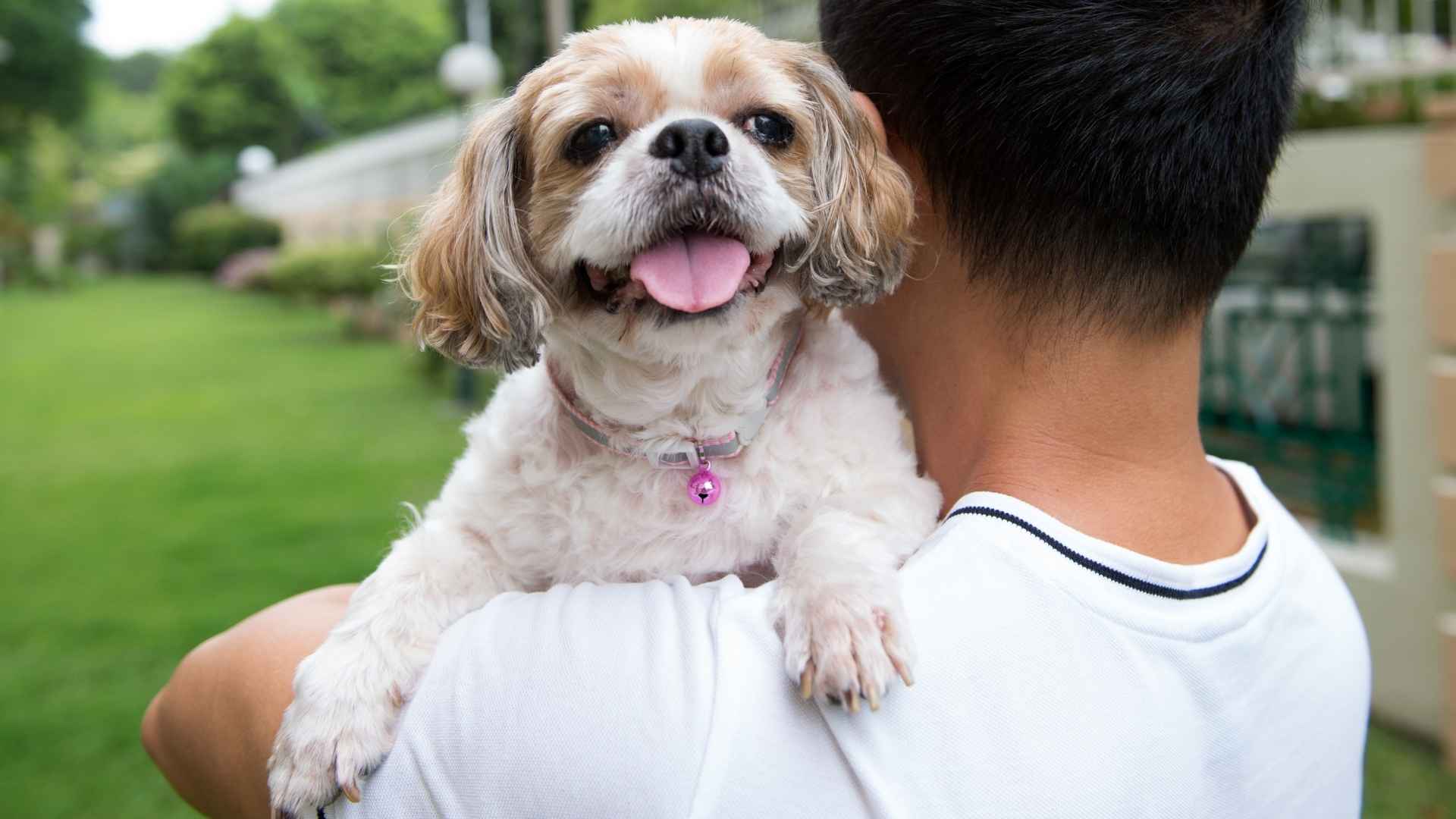 7 Affordable Companion Dog Breeds with a Long Lifespan: Wallet-Friendly