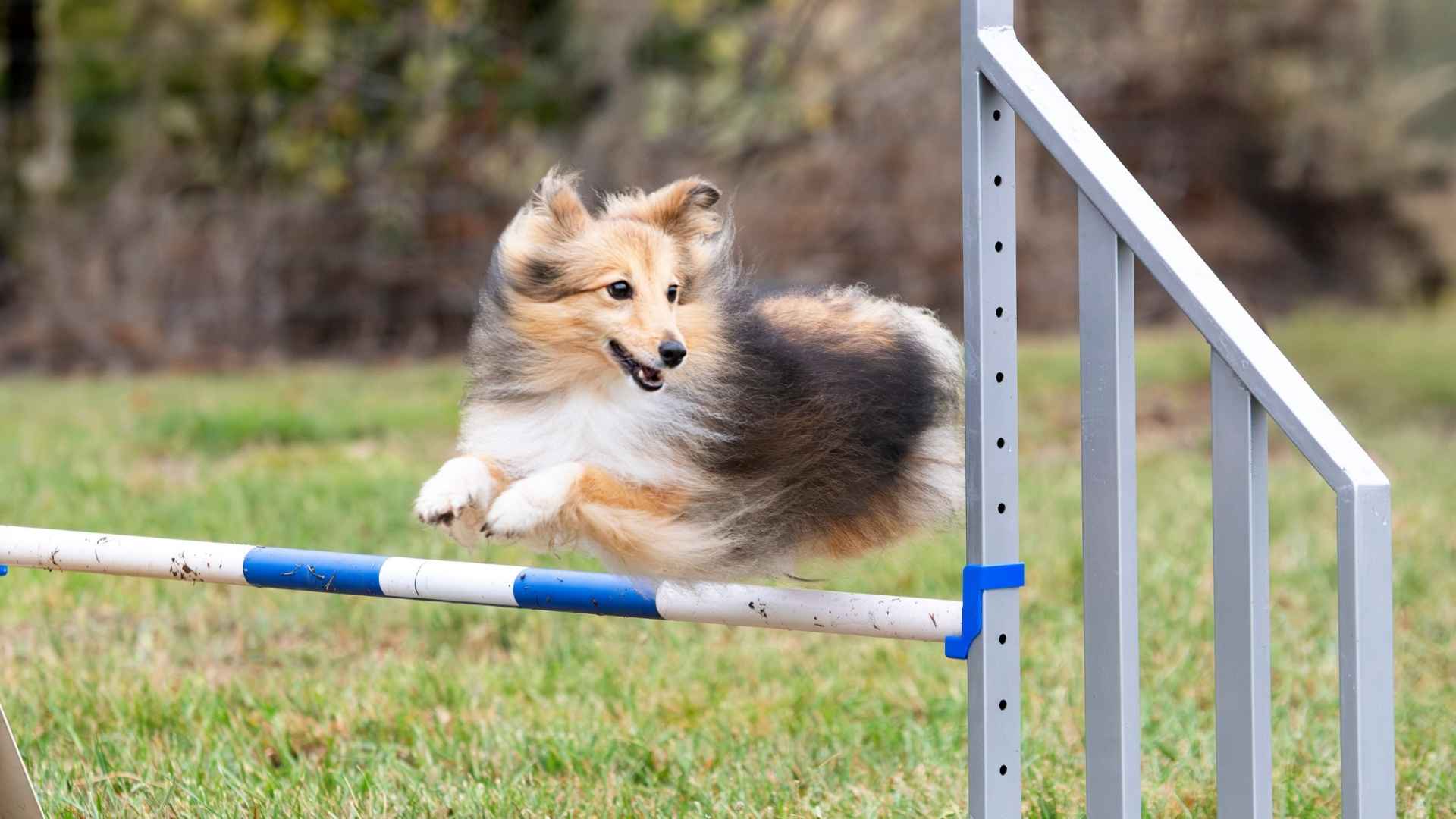 7 Agile Dog Breeds That Love to Leap and Run