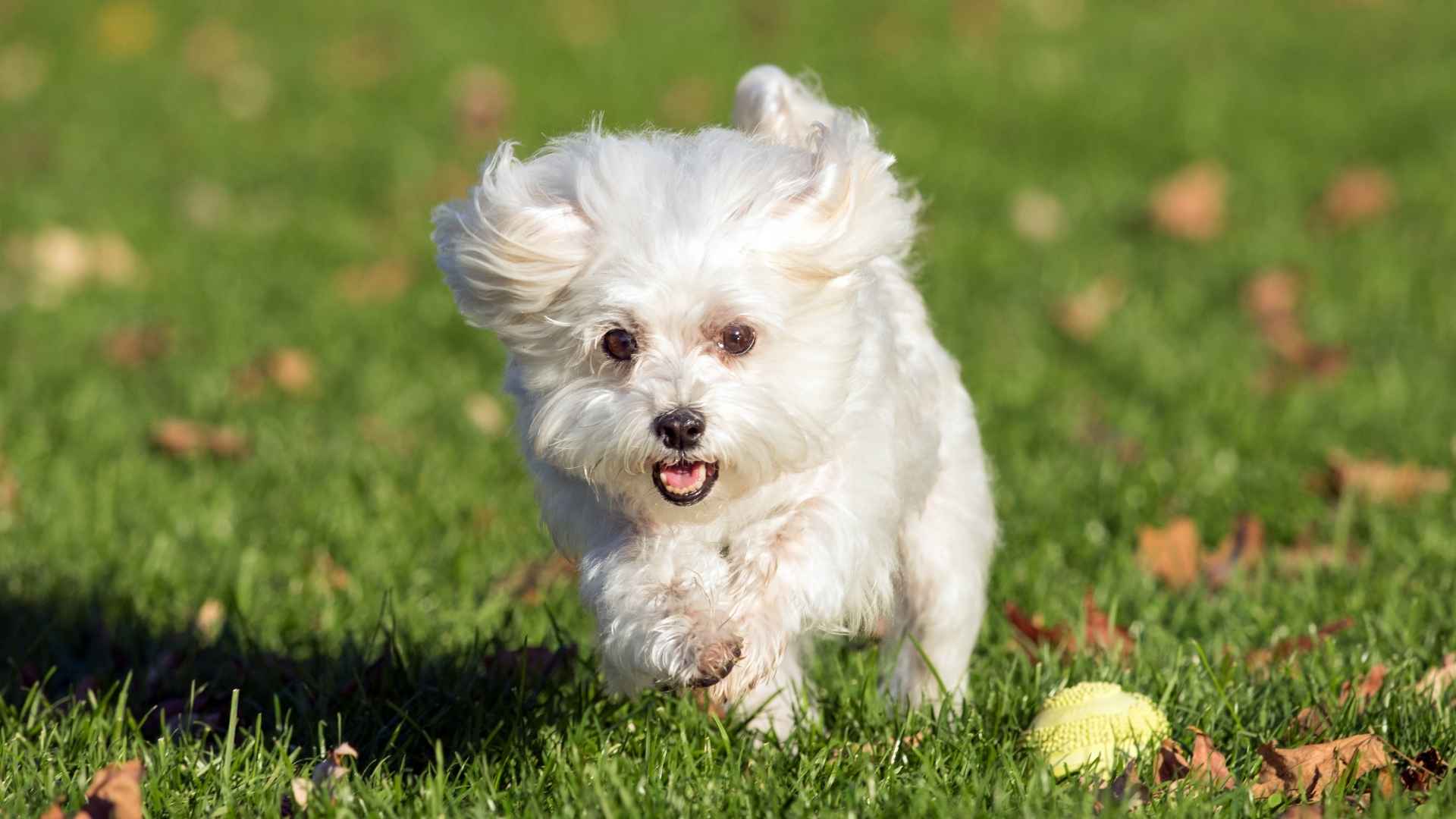 10 Playful Teacup Dog Breeds You’ll Adore: Tiny Tails, Big Fun