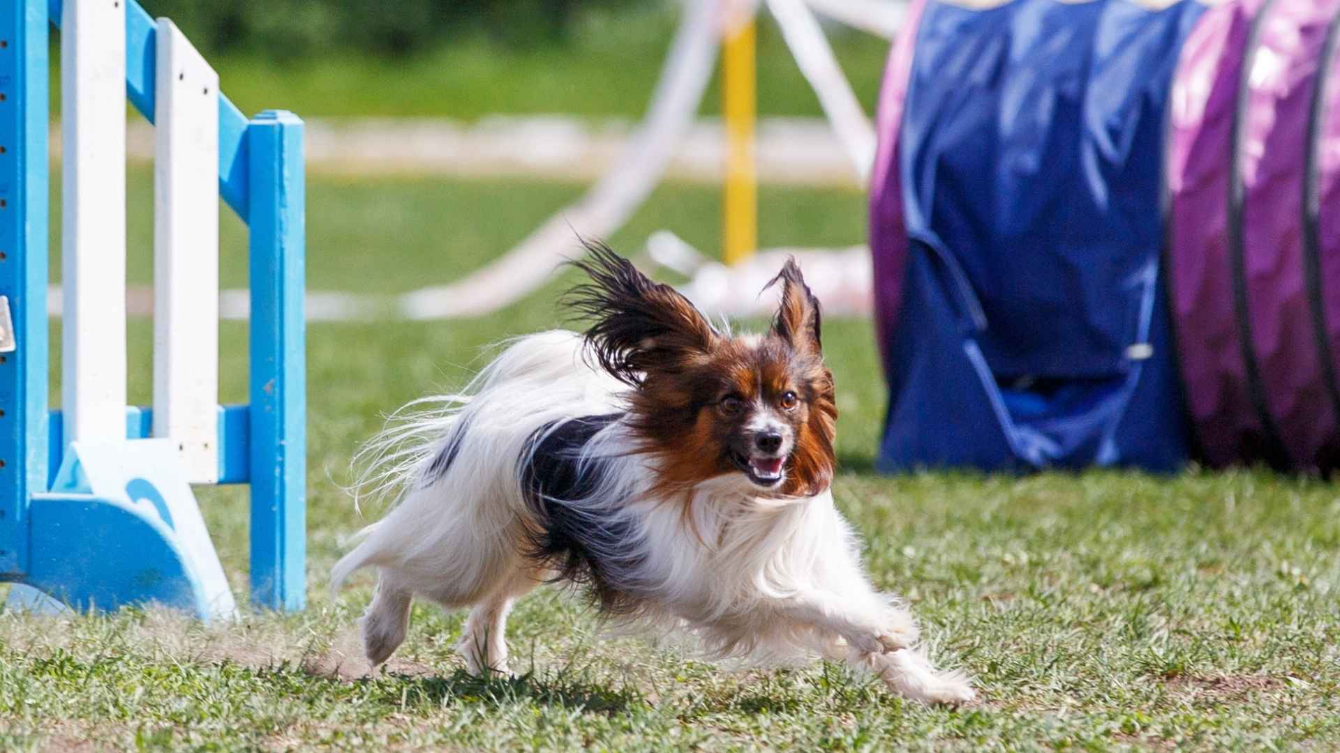 7 Agile Therapy Dog Breeds That Offer Emotional Support on the Go