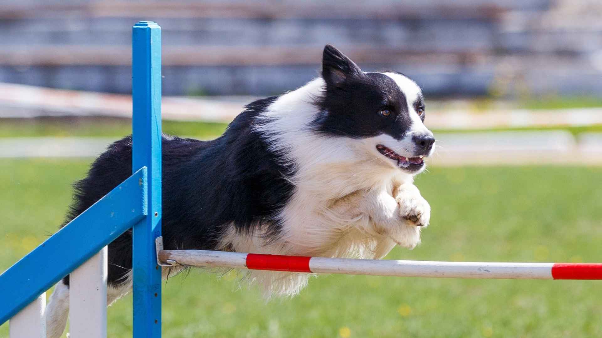 7 Agile Working Dog Breeds for Active and Energetic Roles