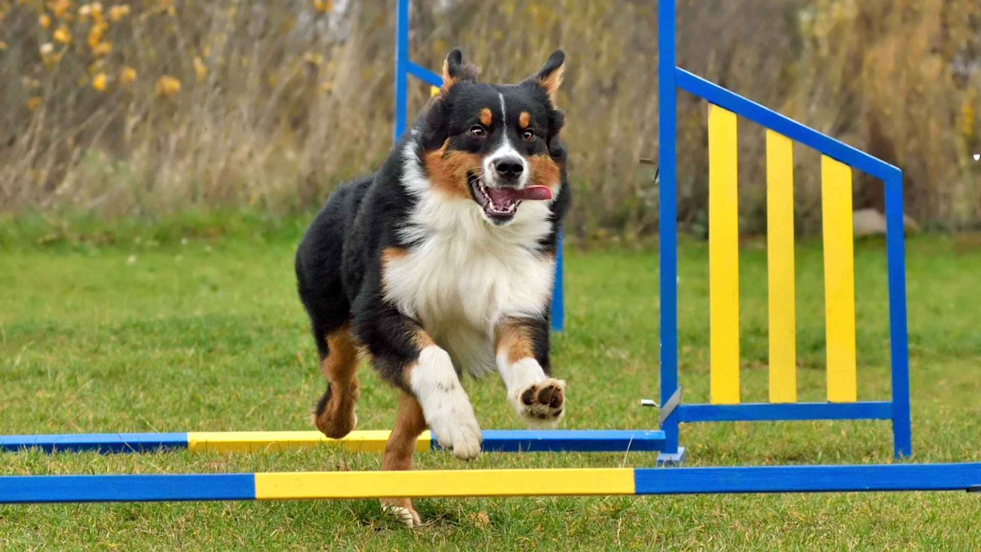 7 Agility Champion Dog Breeds That Dominate the Sport