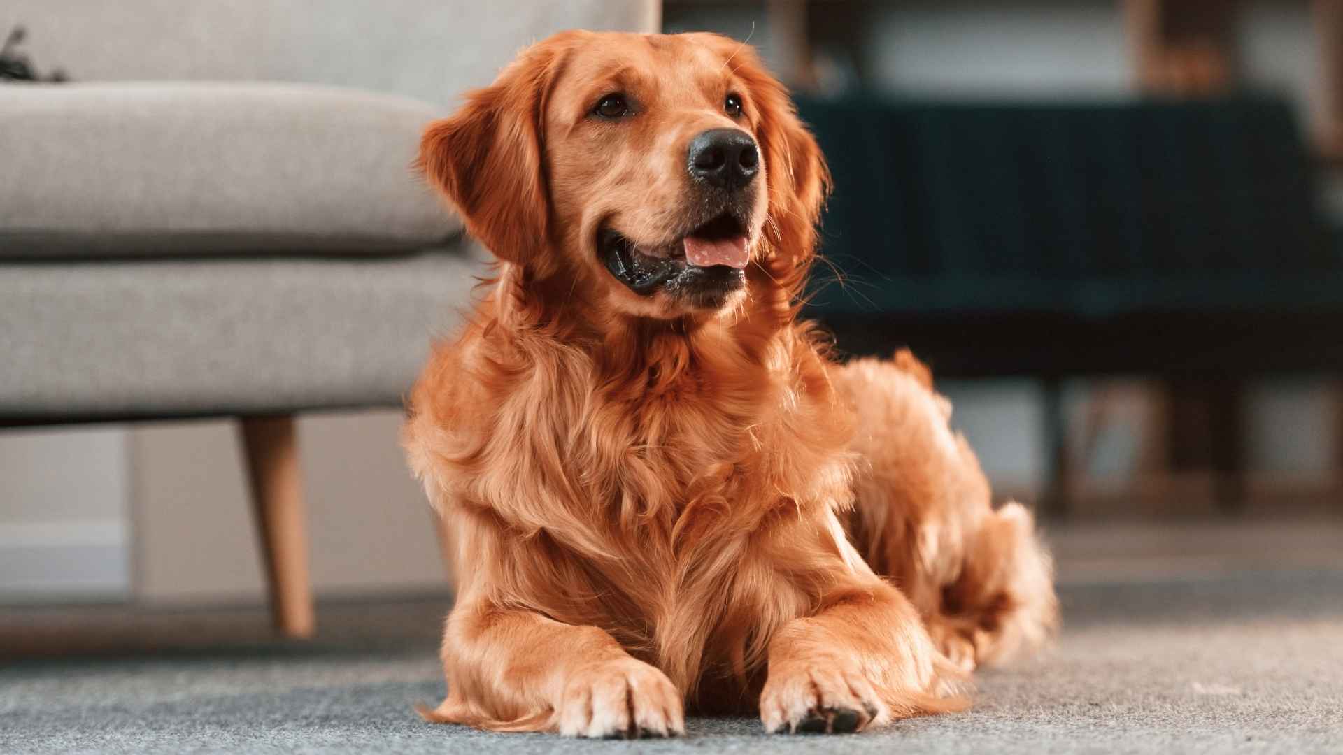 7 Alert Apartment Dog Breeds for City Dwellers