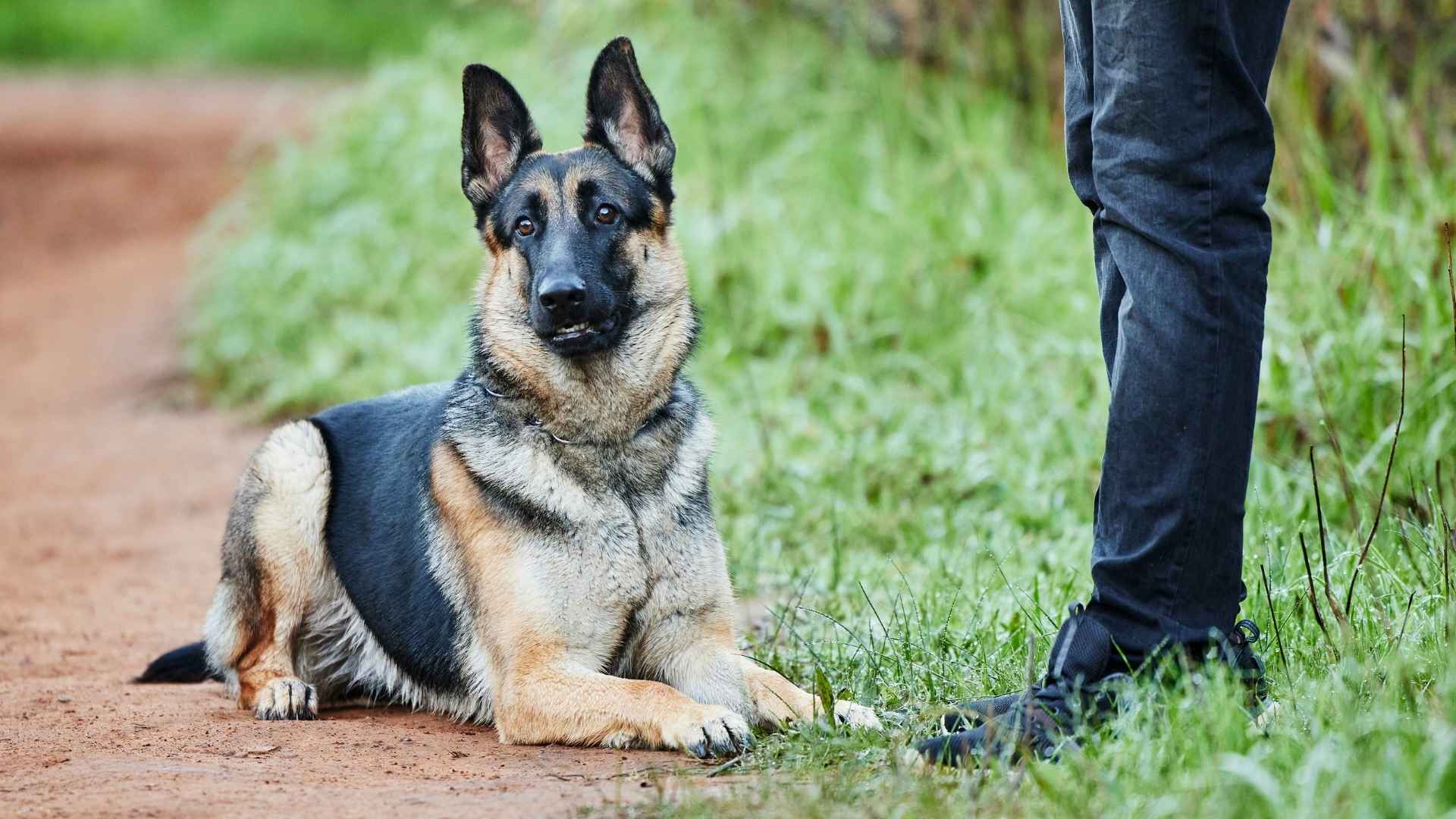 7 Alert Companion Dog Breeds: The Dependable Pets