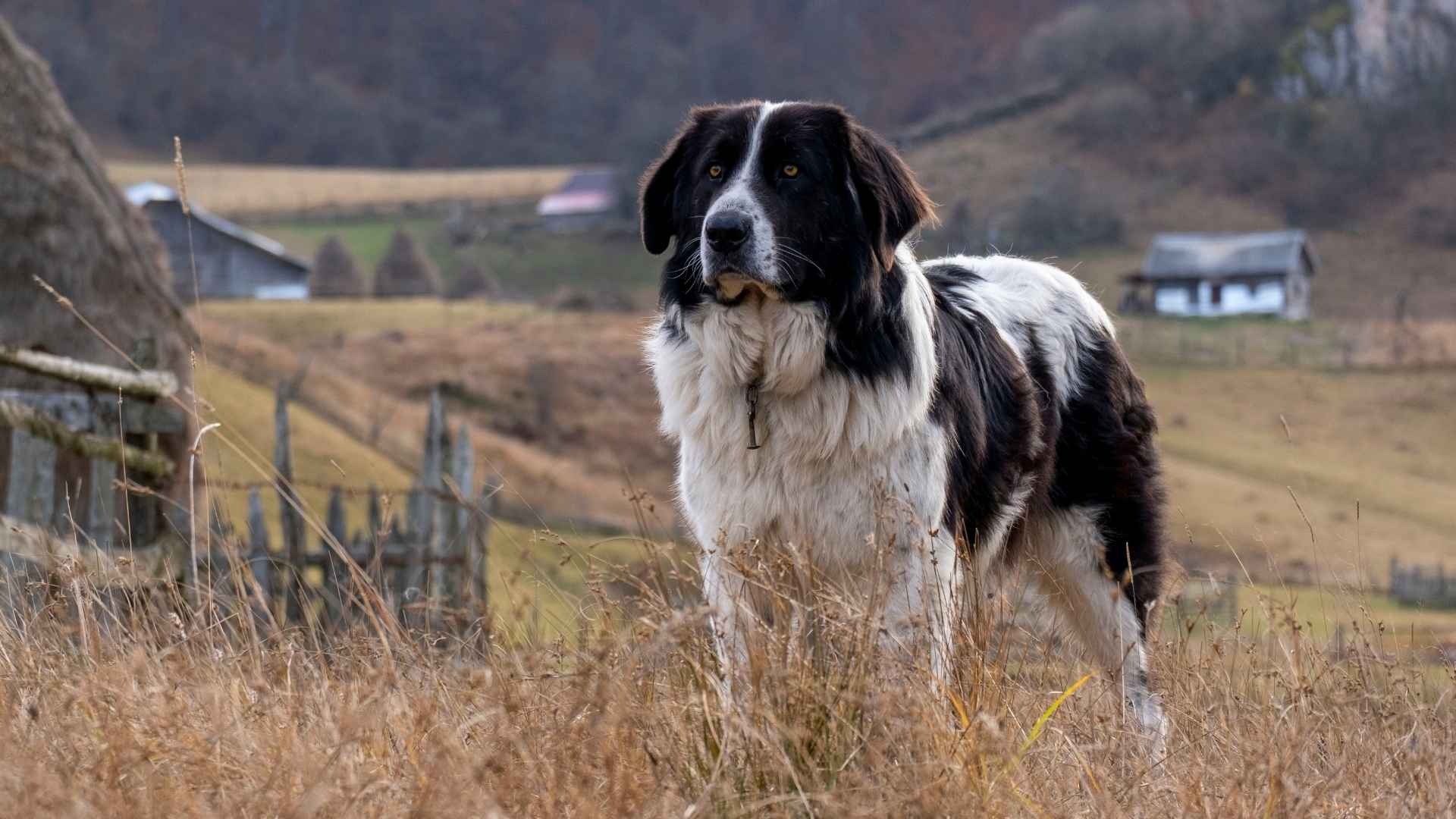7 Alert Herding Dog Breeds: Always on Duty!