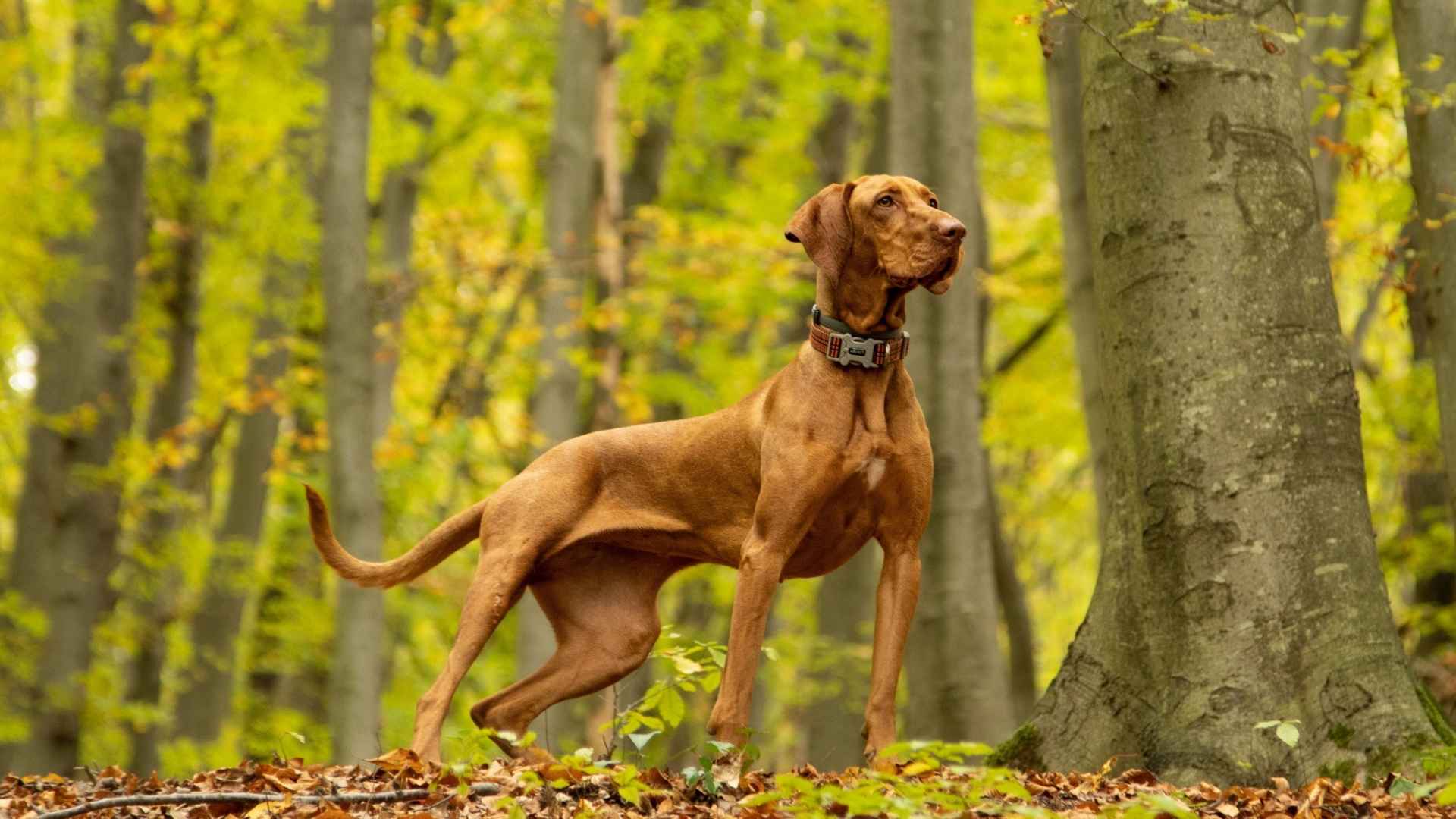 7 Alert Hunting Dog Breeds Perfect for Focused Fieldwork