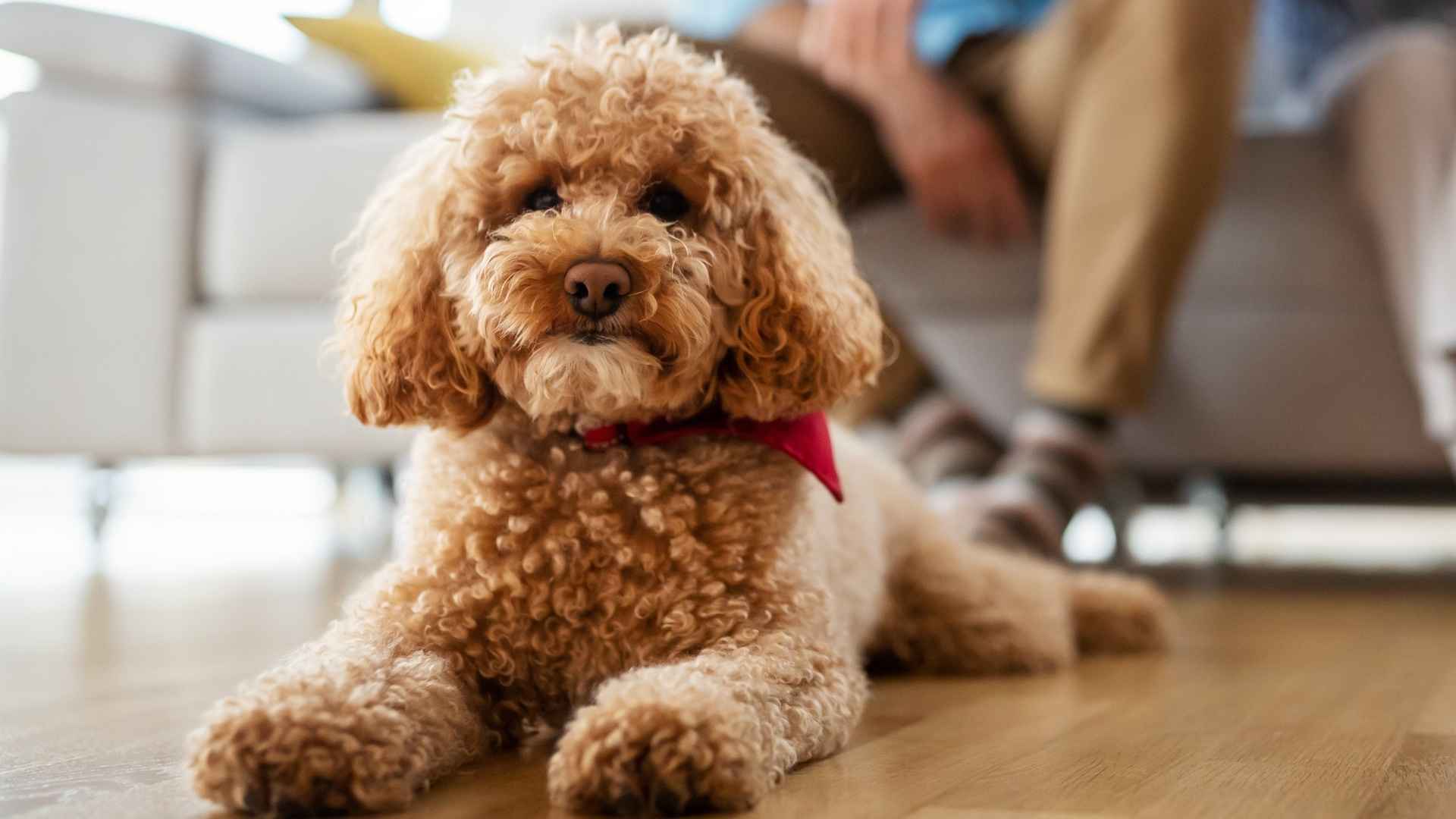 7 Alert Hypoallergenic Dog Breeds That Will Keep You Safe—and Sneeze-Free