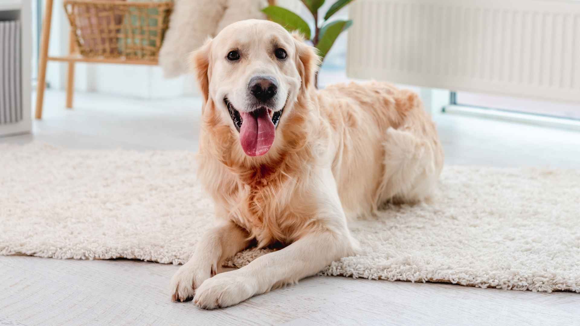 7 Alert Low-Shedding Dog Breeds for Clean Homes