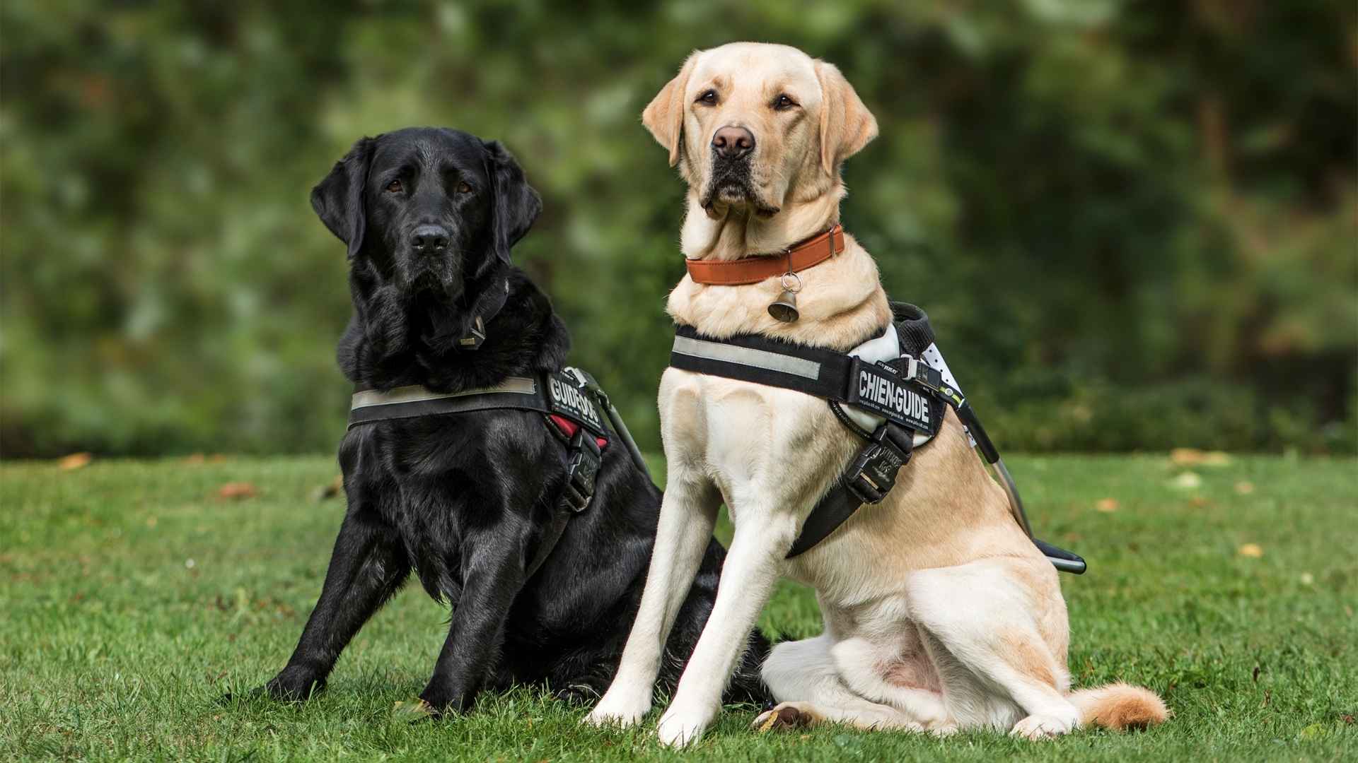 7 Alert Service Dog Breeds for Support and Safety