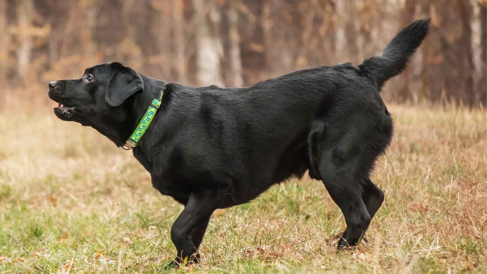 7 Alert Tracking Dog Breeds That Never Miss a Scent Trail