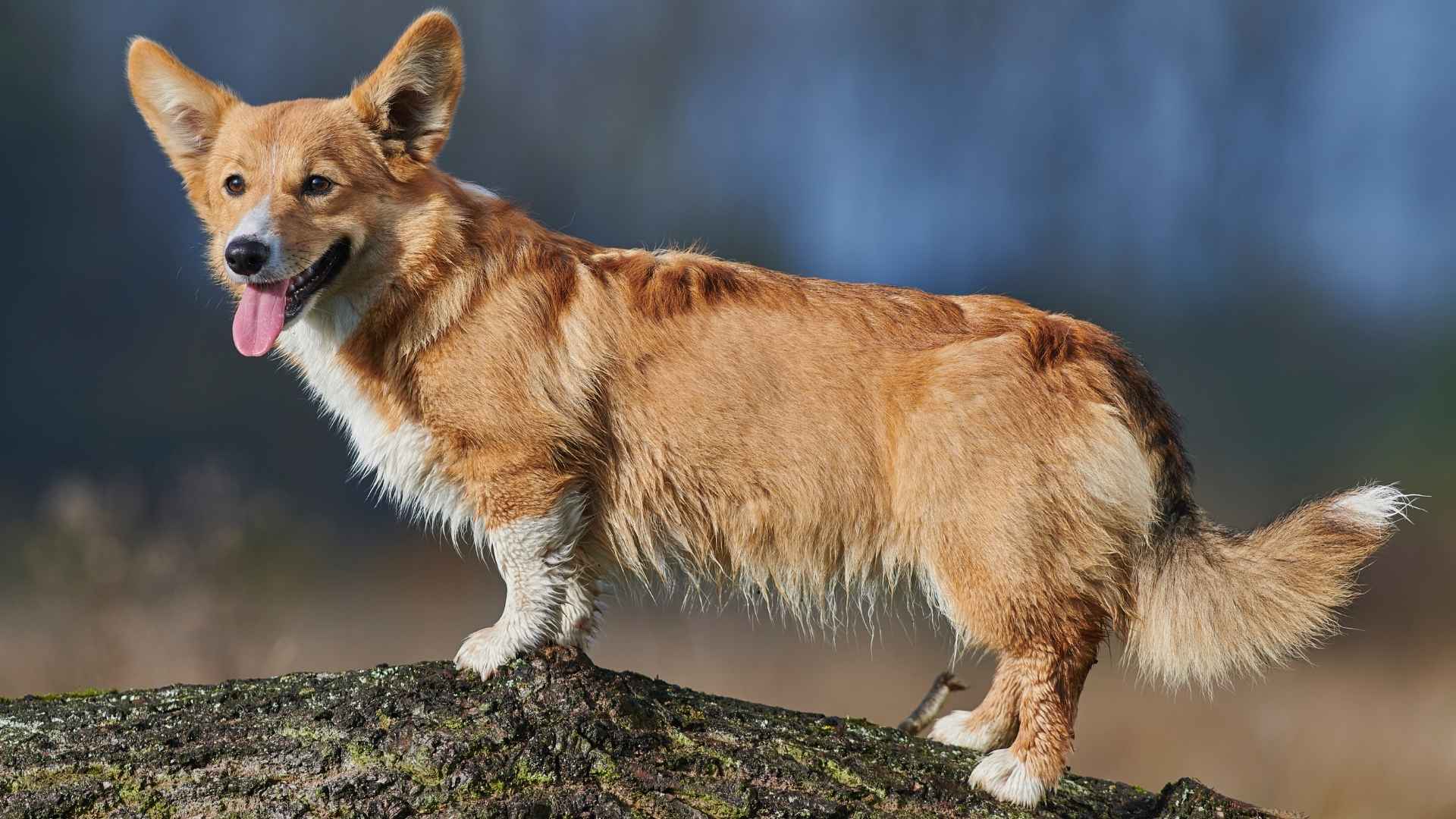 7 Amazing Long Dog Breeds That Stand Out in Size and Personality