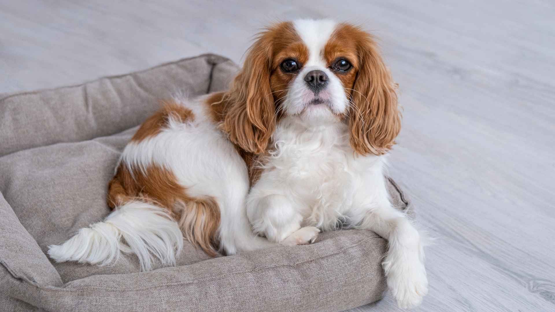 7 Ancient Apartment Dog Breeds: Royal Roots, Modern Homes