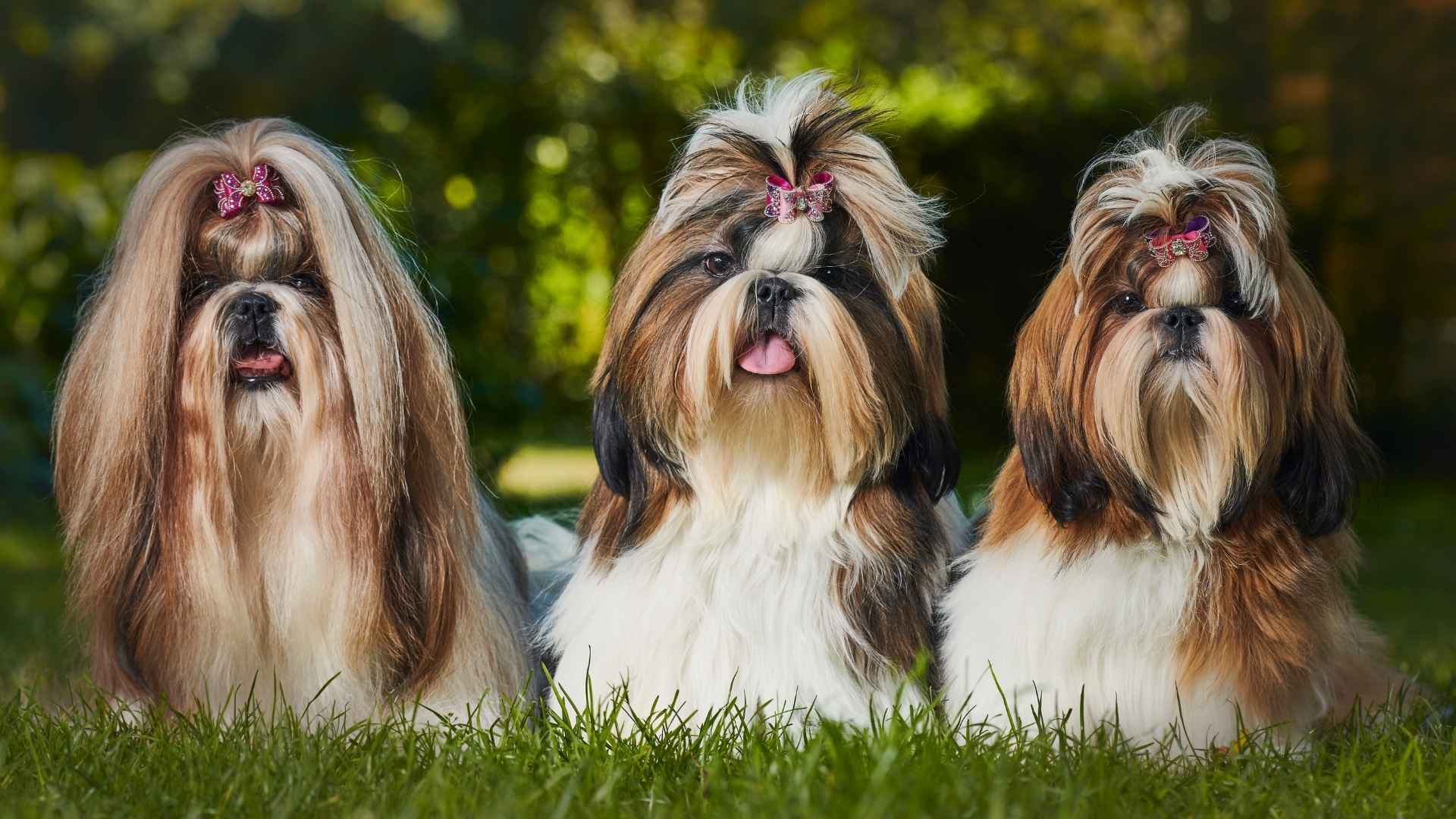 7 Ancient Companion Dog Breeds You Can Still Adopt