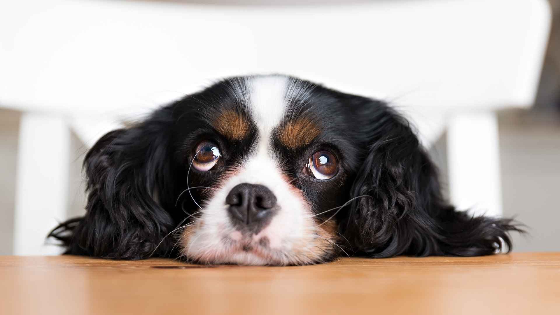 7 Anxious Dog Breeds That Need Extra Emotional Support