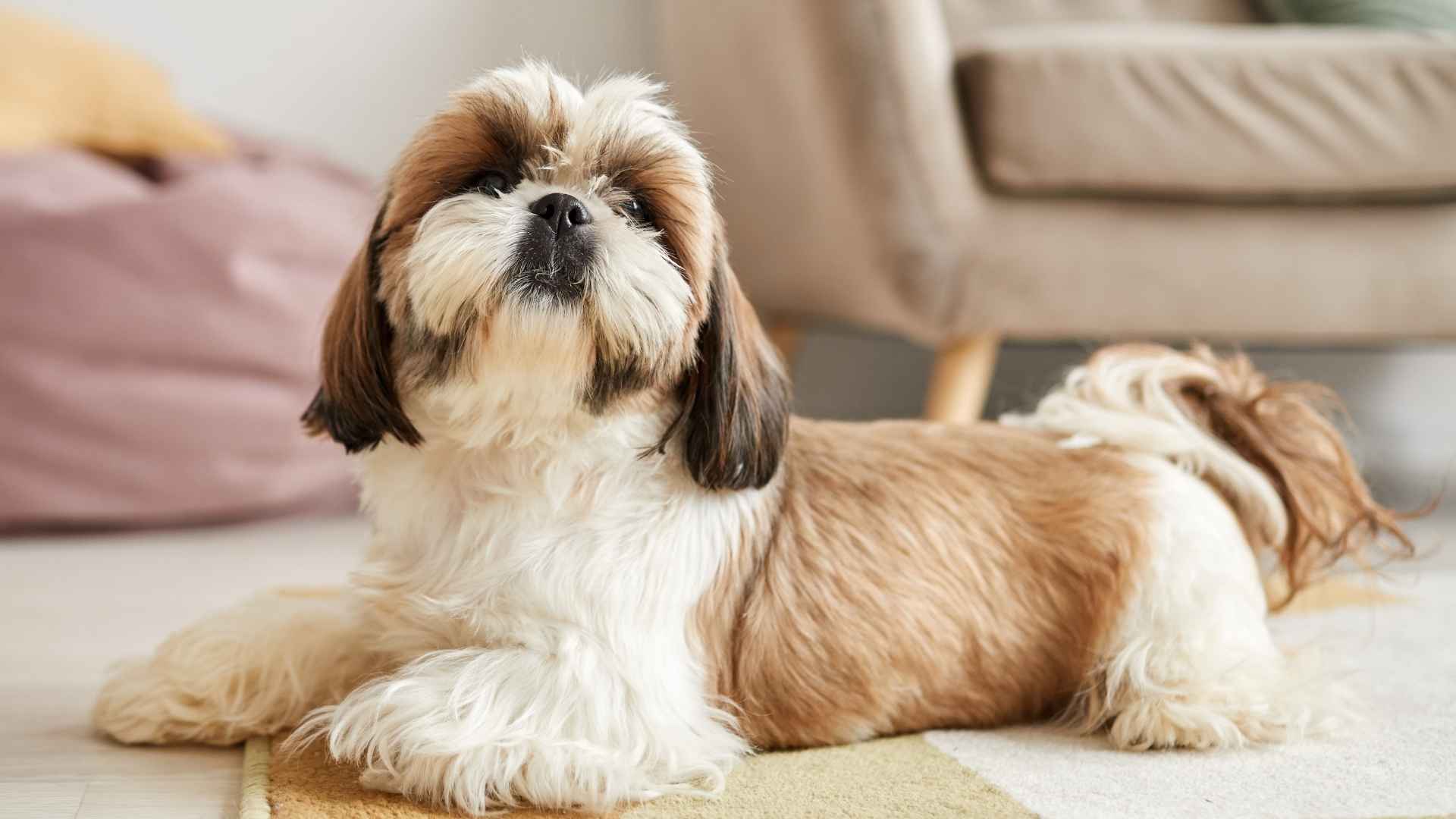 7 Apartment-Friendly Dog Breeds: The Easily Adjustable Ones