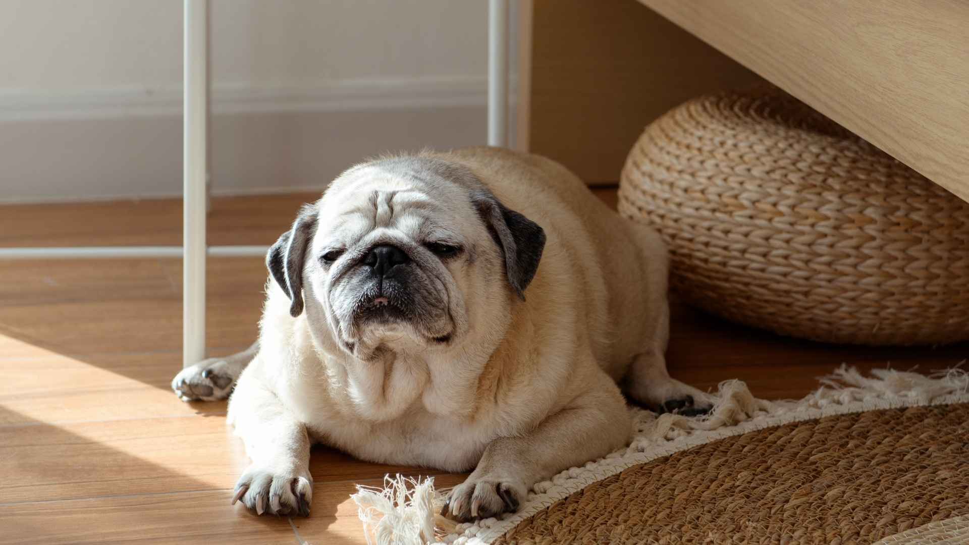 7 Apartment-Friendly Toy Dog Breeds: Small Size, Big Charm