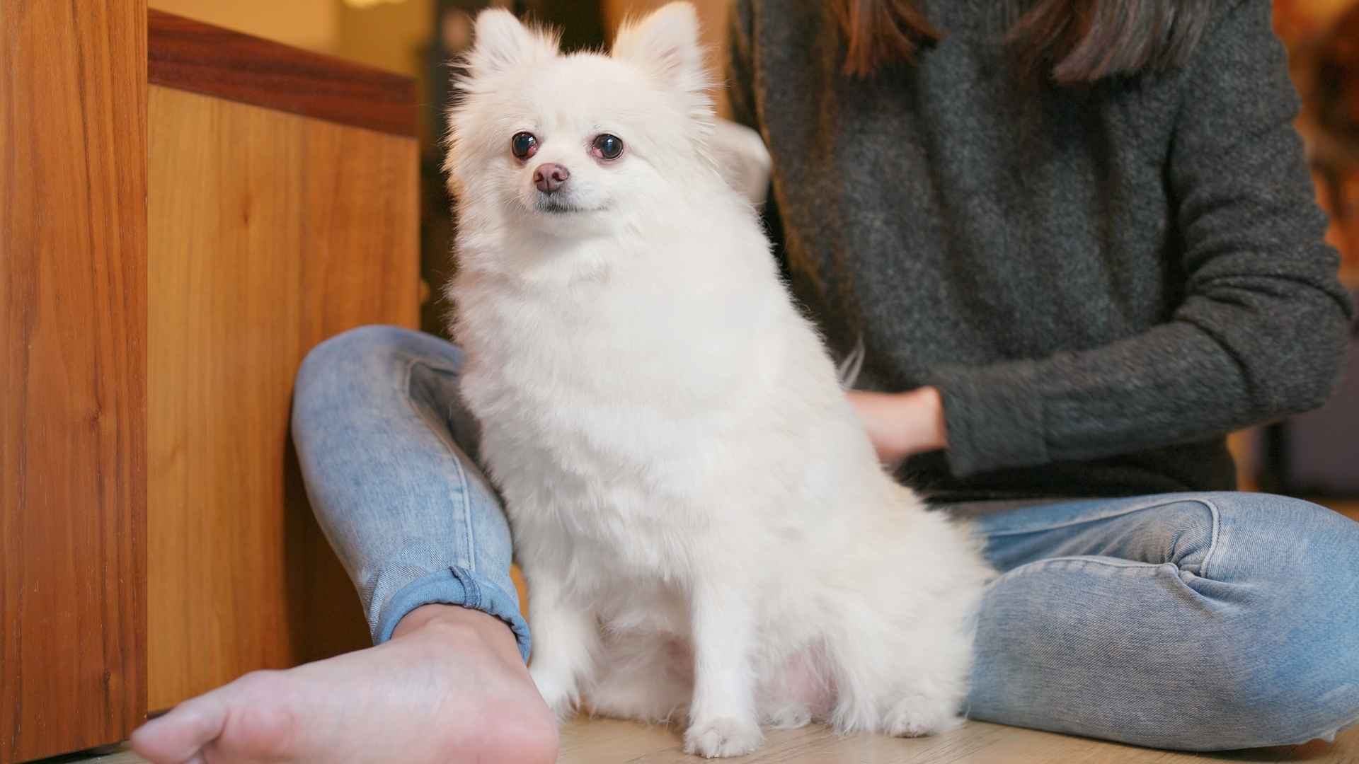 7 Apartment Therapy Dog Breeds That Comfort and Calm
