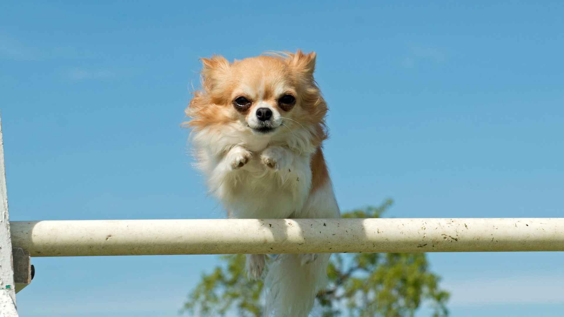 7 Athletic Micro Dog Breeds for Active Lifestyles