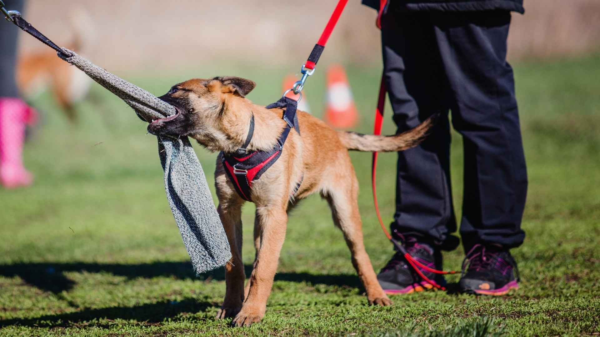 7 Attack Dog Breeds That Can Defend Their Home