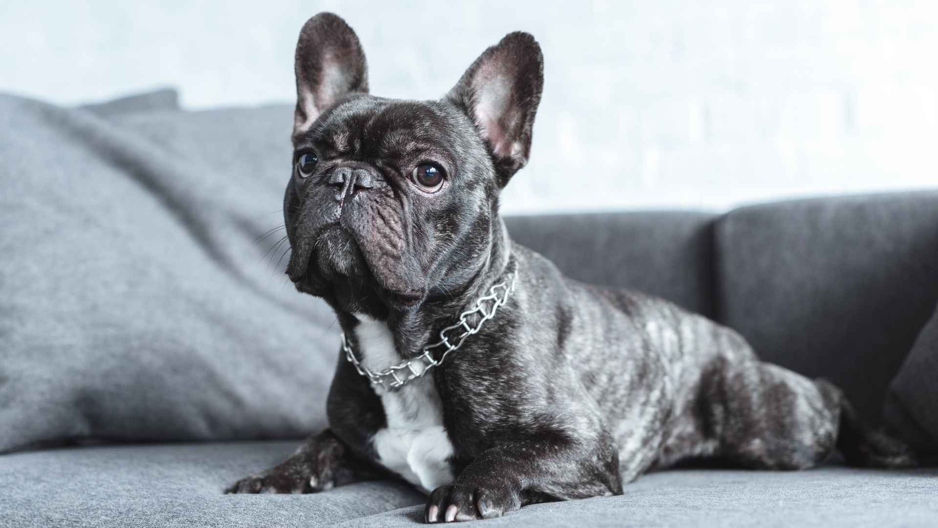 7 Barkless Dog Breeds That Won’t Disturb the Peace