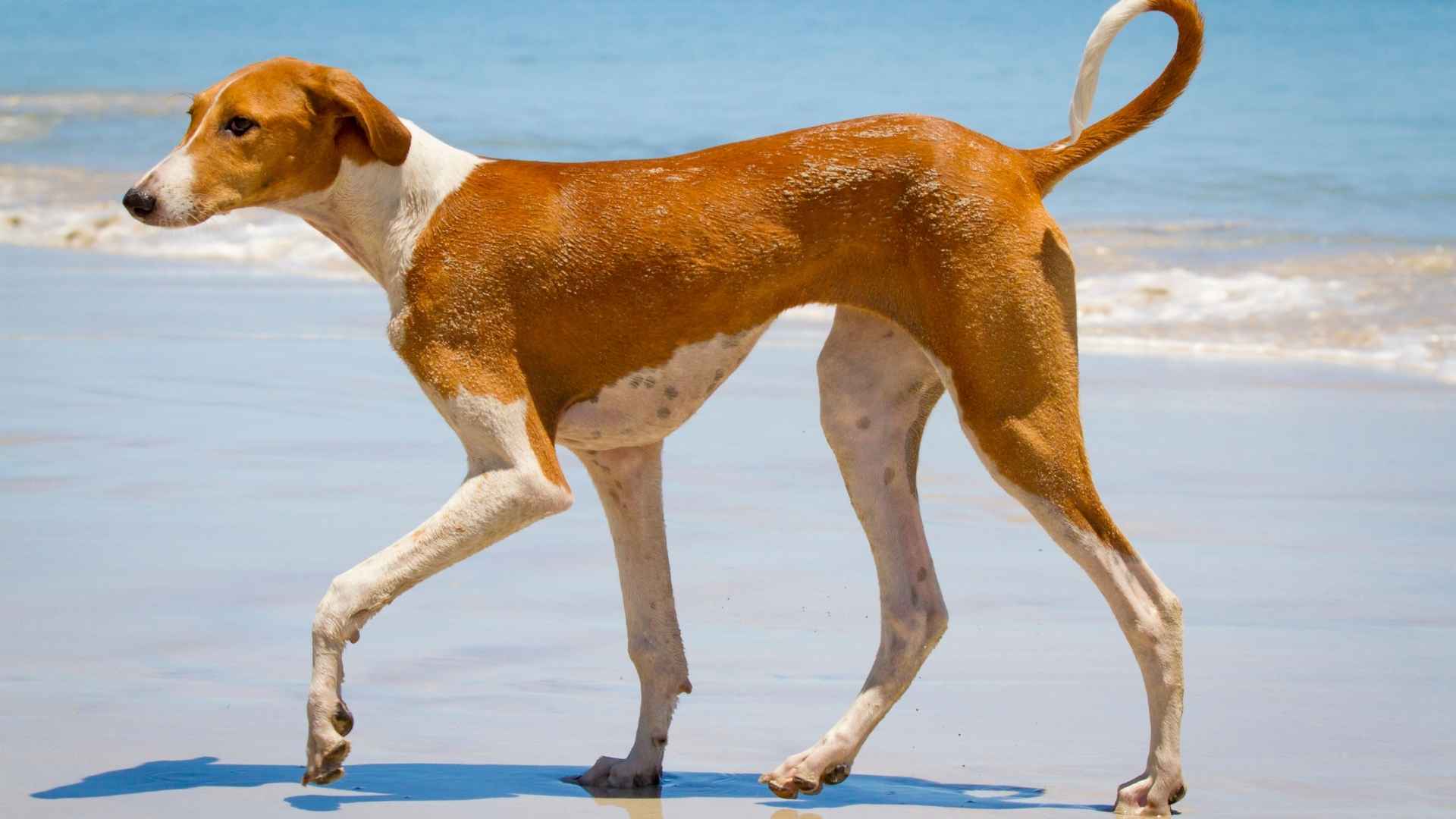 7 Beautiful Rare Dog Breeds You’ve Probably Never Heard Of