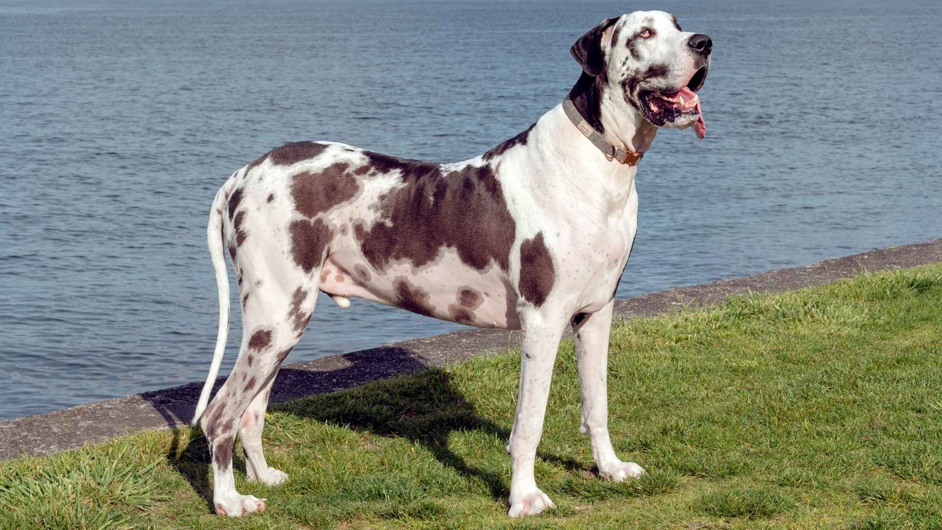 7 Best Alert XL Dog Breeds for Safety and Family Loyalty
