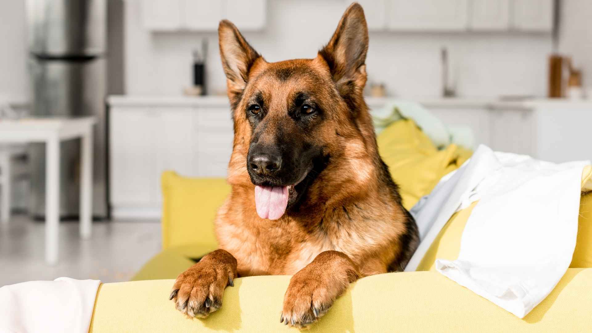 7 Best Apartment Guard Dog Breeds for City Living