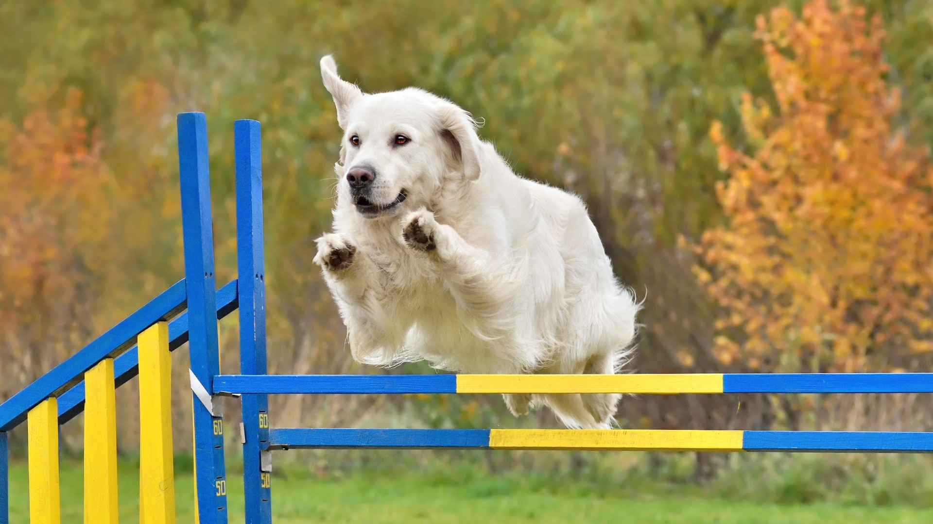 7 Best Athletic Large Dog Breeds Built for Speed and Strength