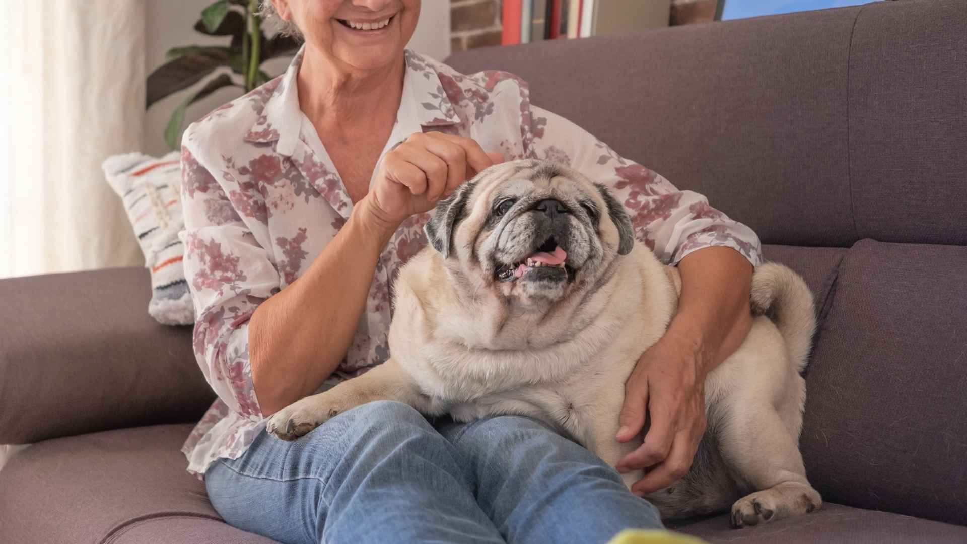7 Best Calm Dog Breeds That Are Perfect For Seniors