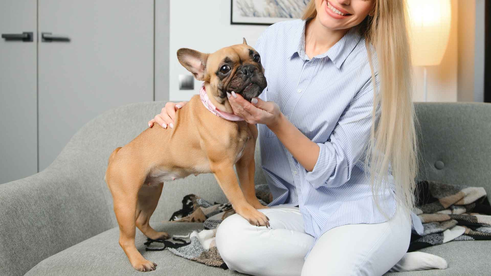 7 Best Companion Low-Maintenance Dog Breeds for Every Lifestyle