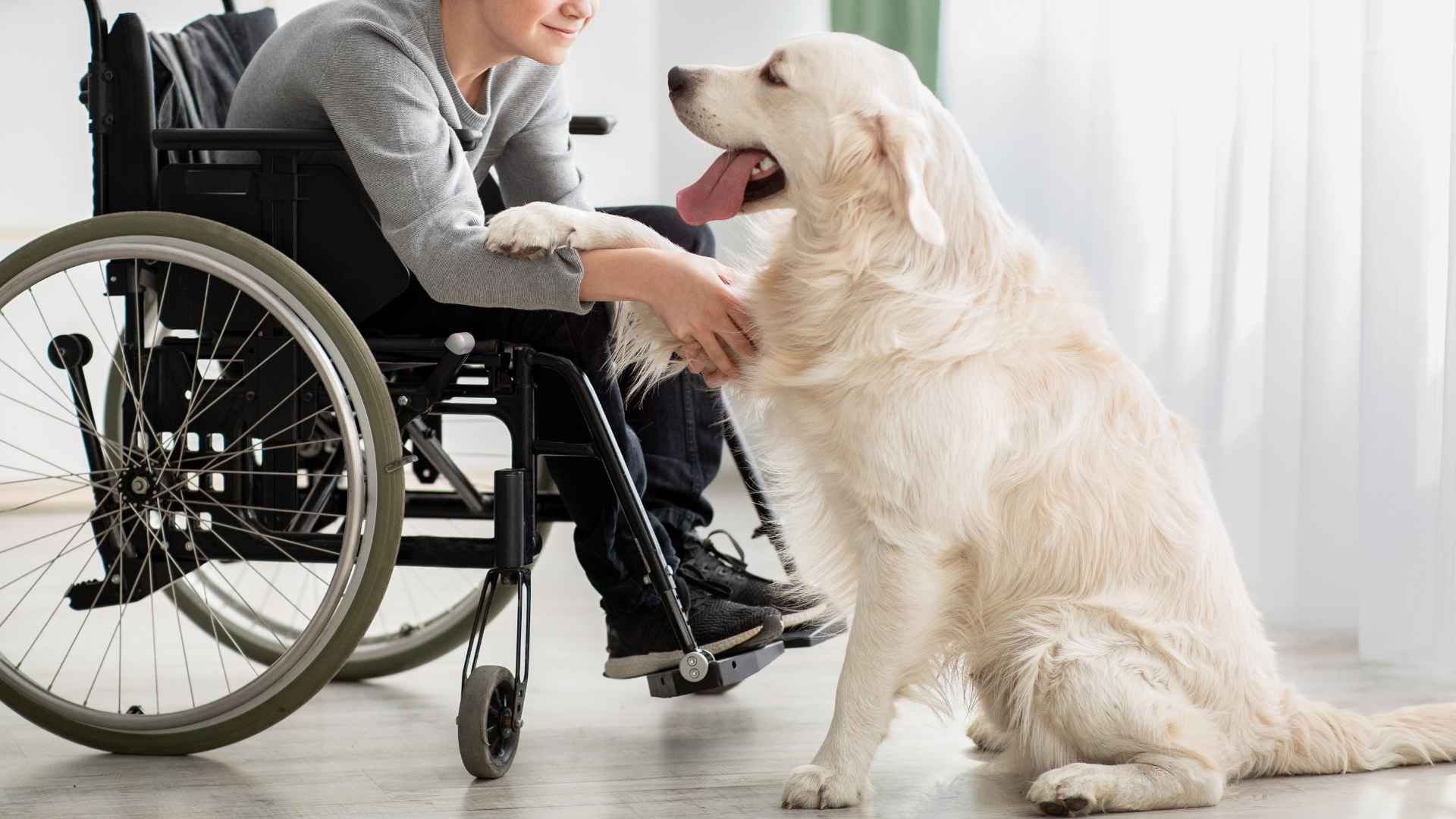 7 Best Companion Service Dog Breeds That Offer Support and Love