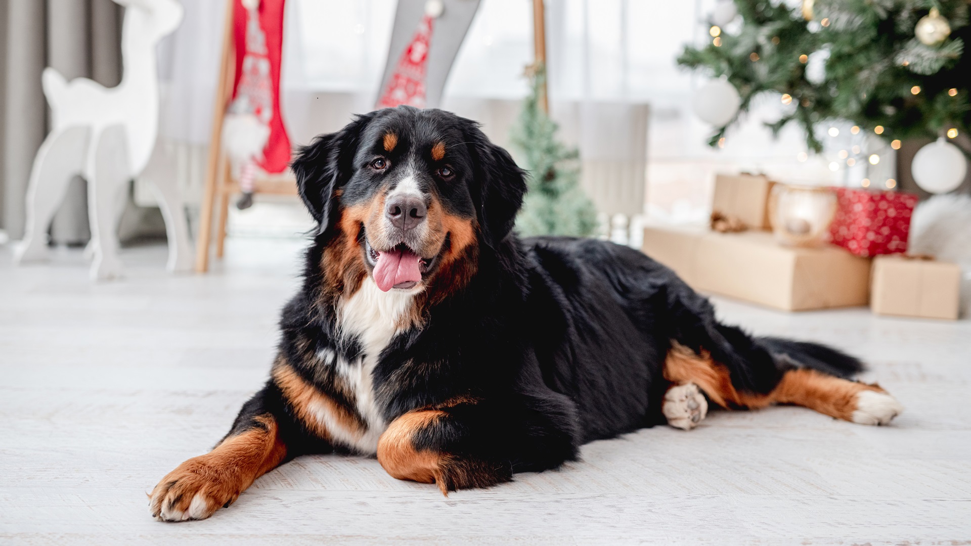 7 Best Dog Breeds For Large Living Spaces