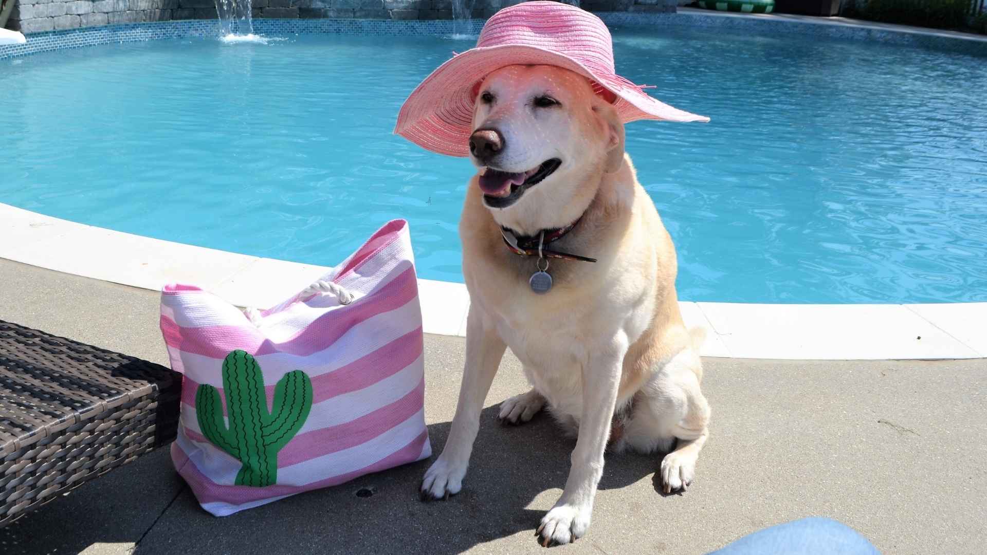 7 Best Dog Breeds For Water Sports: Who’s Ready for a Swim?