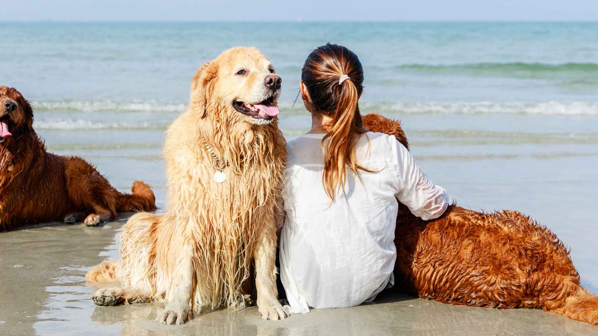 7 Best Dog Breeds for Beach Lovers That Love Sand and Surf