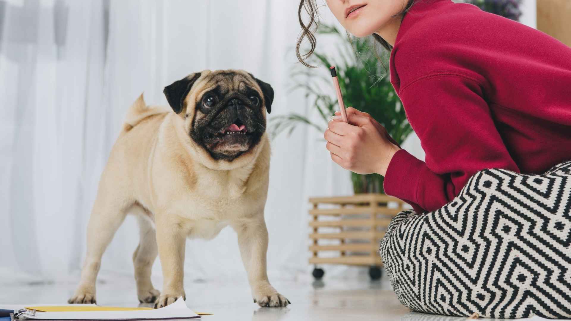 7 Best Dog Breeds for College Students Living in Dorms