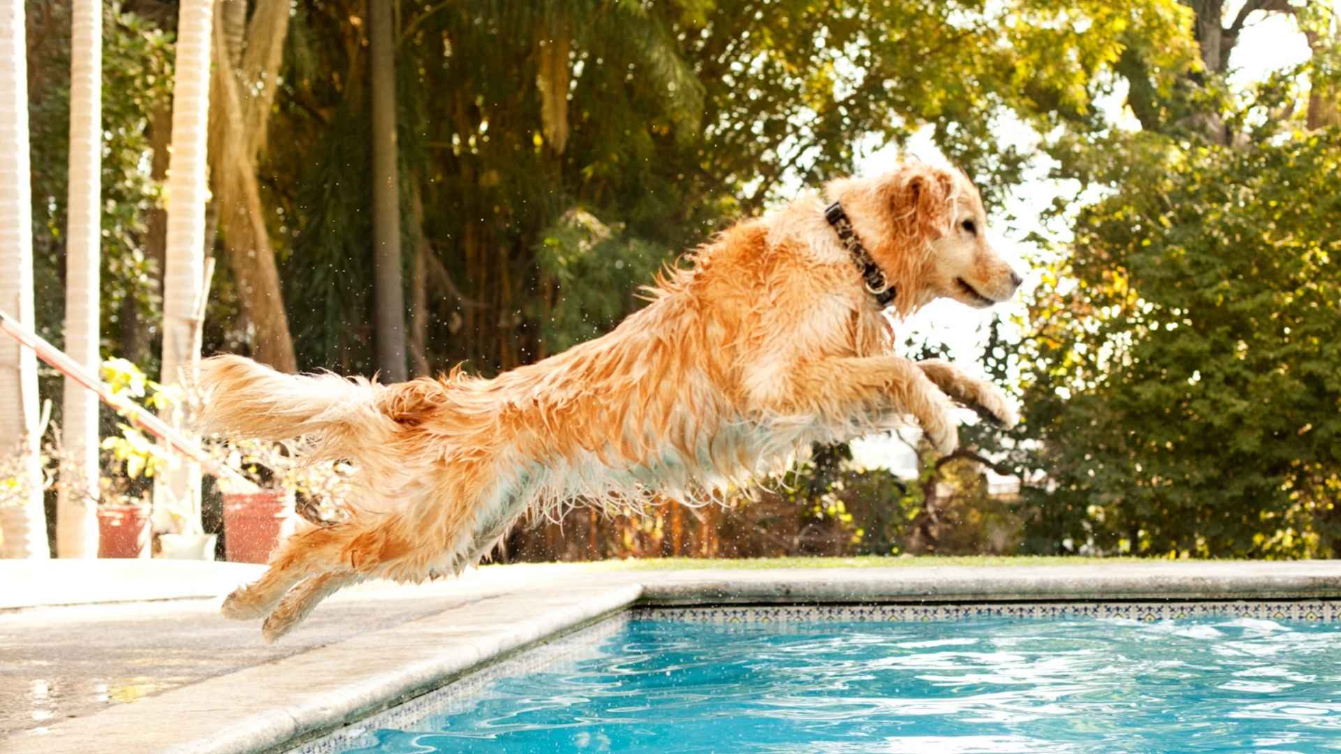 7 Best Dog Breeds for Dock Diving: Pool Fun with Splash Champions