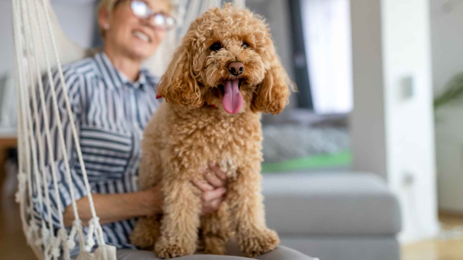 7 Best Dog Breeds for Someone with Autism