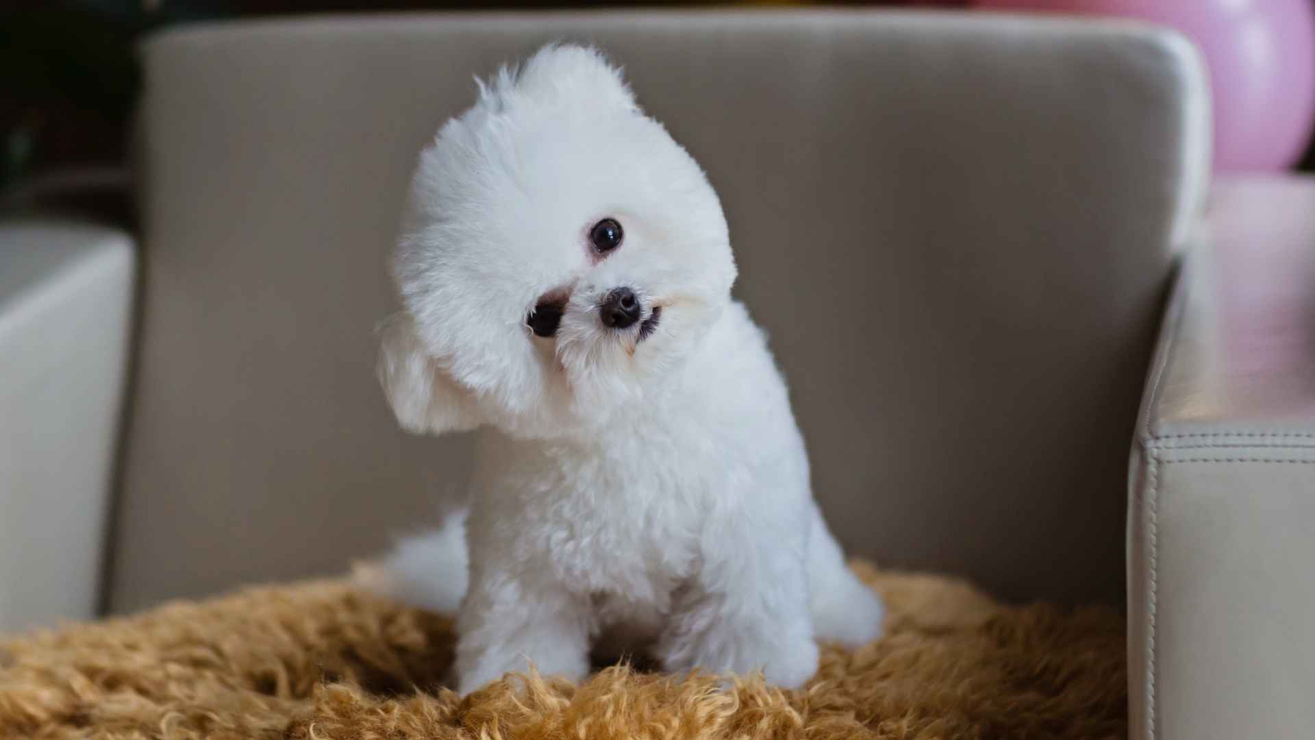 7 Best Dog Breeds to Own Based on Temperament, Size & Care