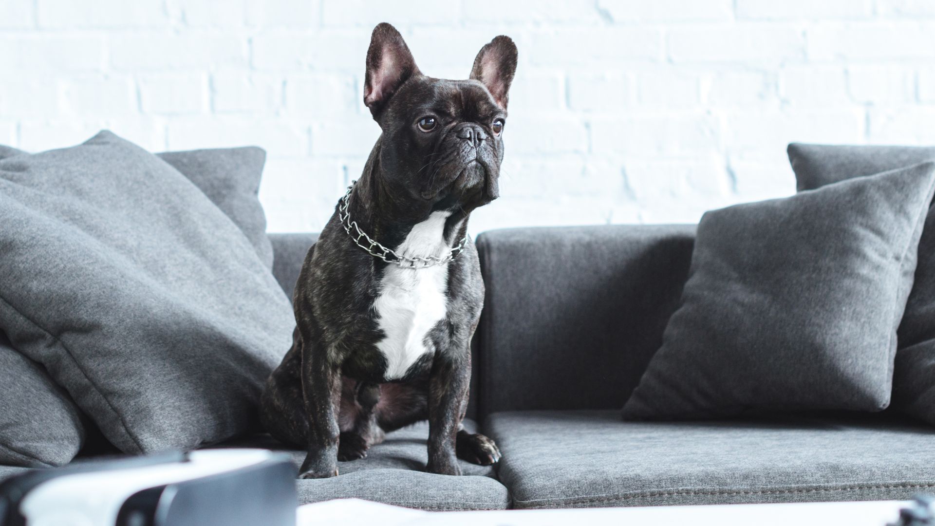 7 Best Dogs for Medium Homes: Smart, Social, and Size-Appropriate