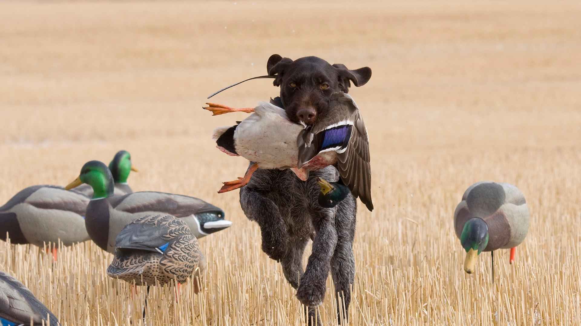 7 Best Duck Hunting Dogs for Waterfowl Hunters