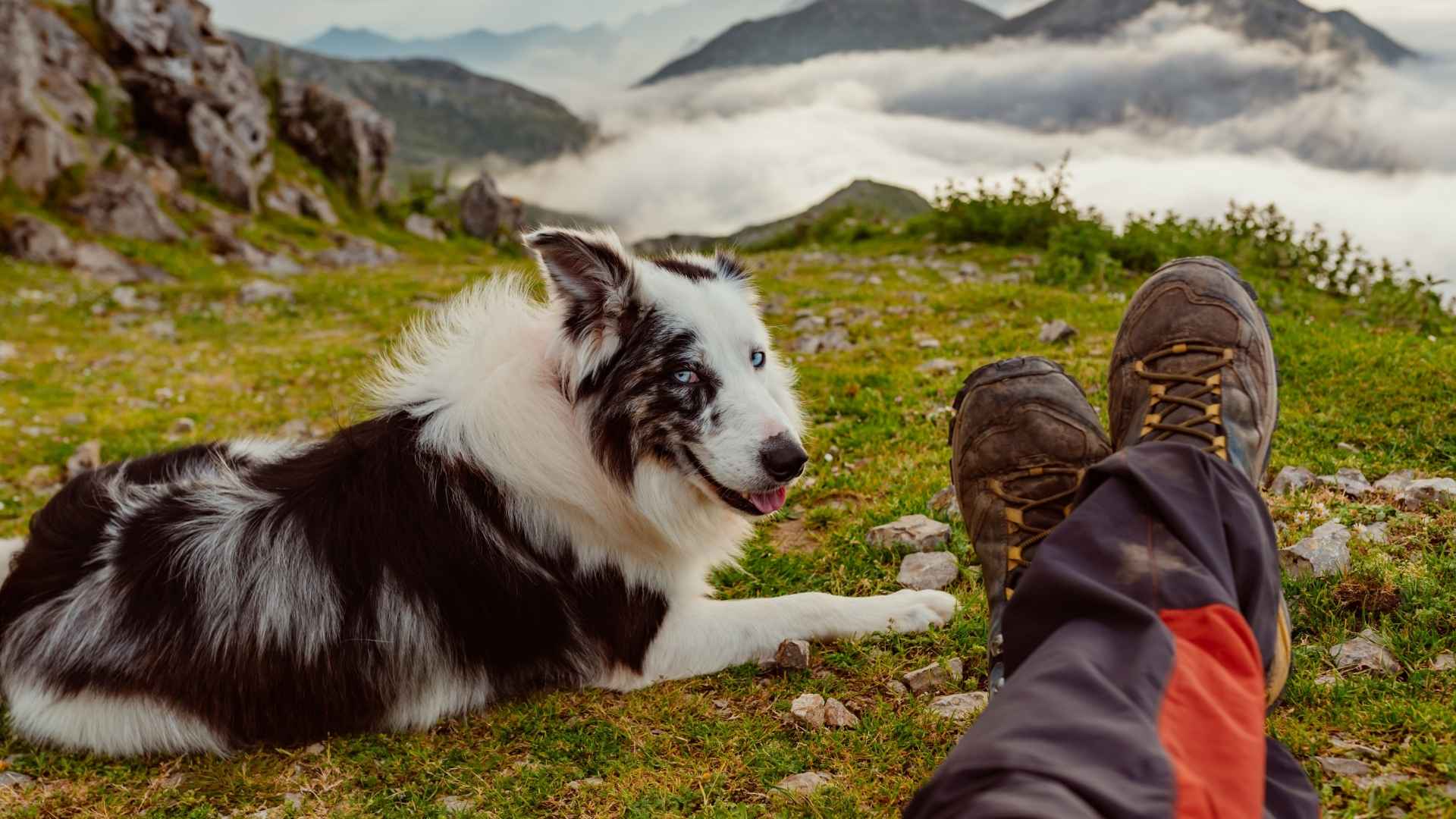 7 Best Easy Off-Leash Dog Breeds for Stress-Free Adventures